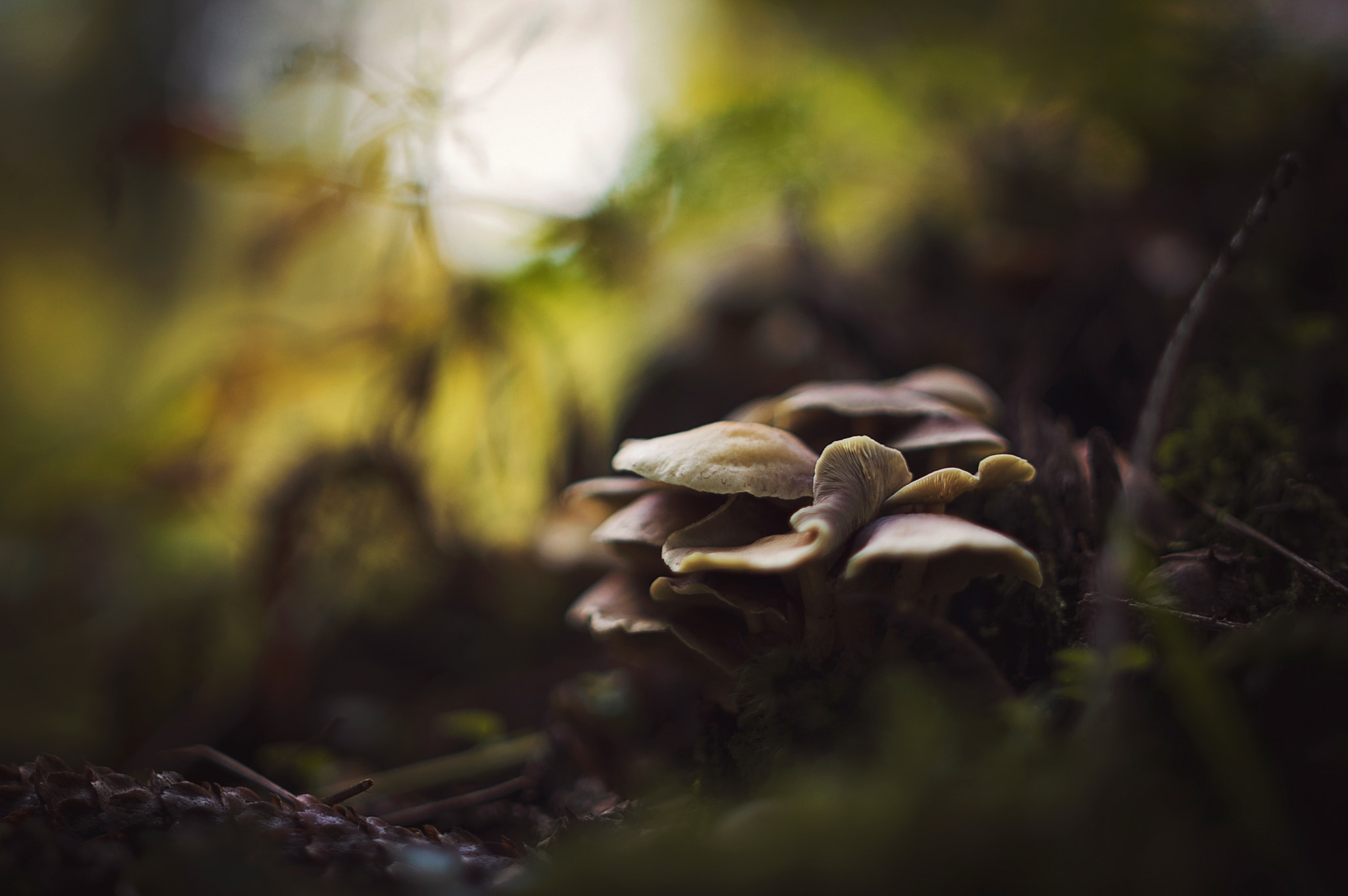 Pentax K-3 + A Series Lens sample photo. Mushrooms photography