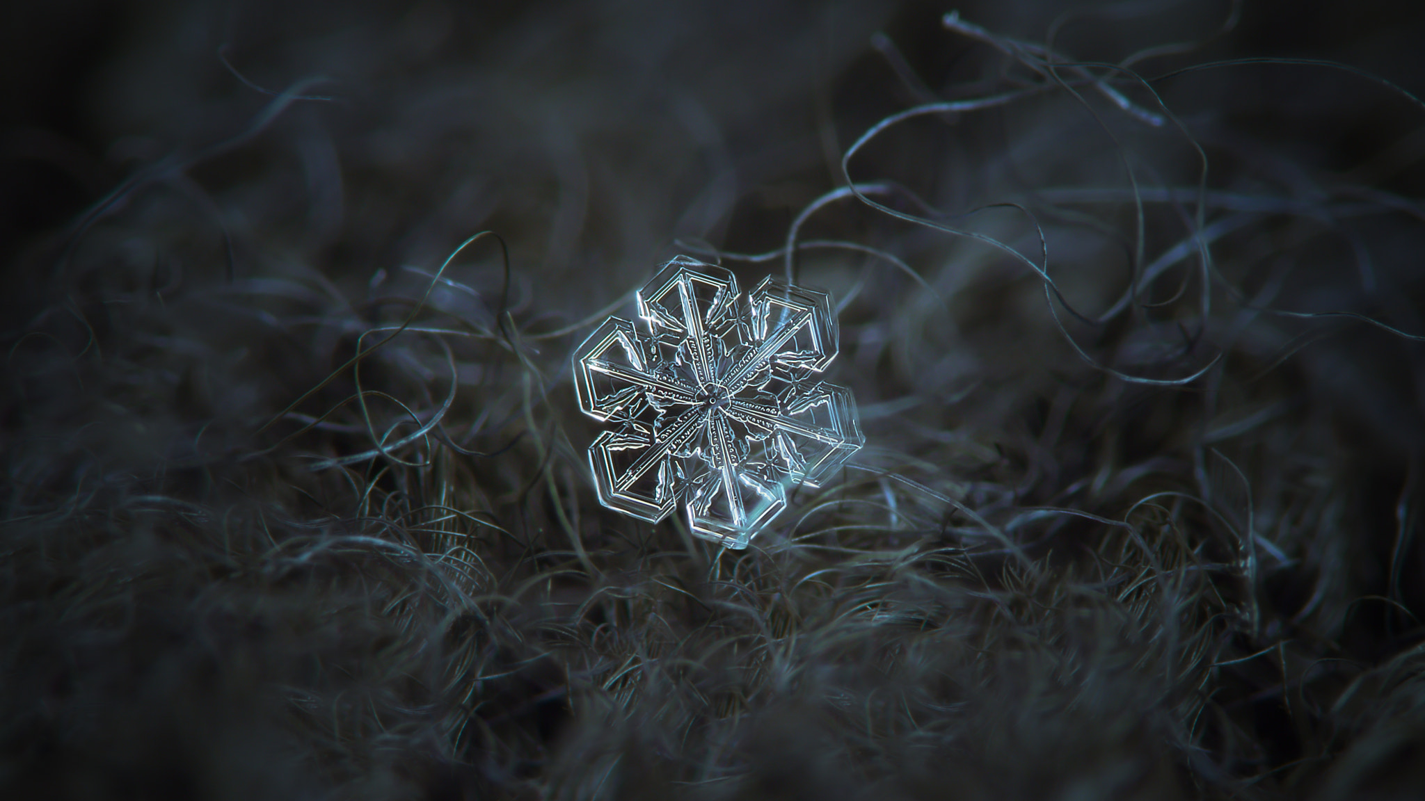 Canon POWERSHOT A650 IS sample photo. Alcor, real snowflake macro photo photography