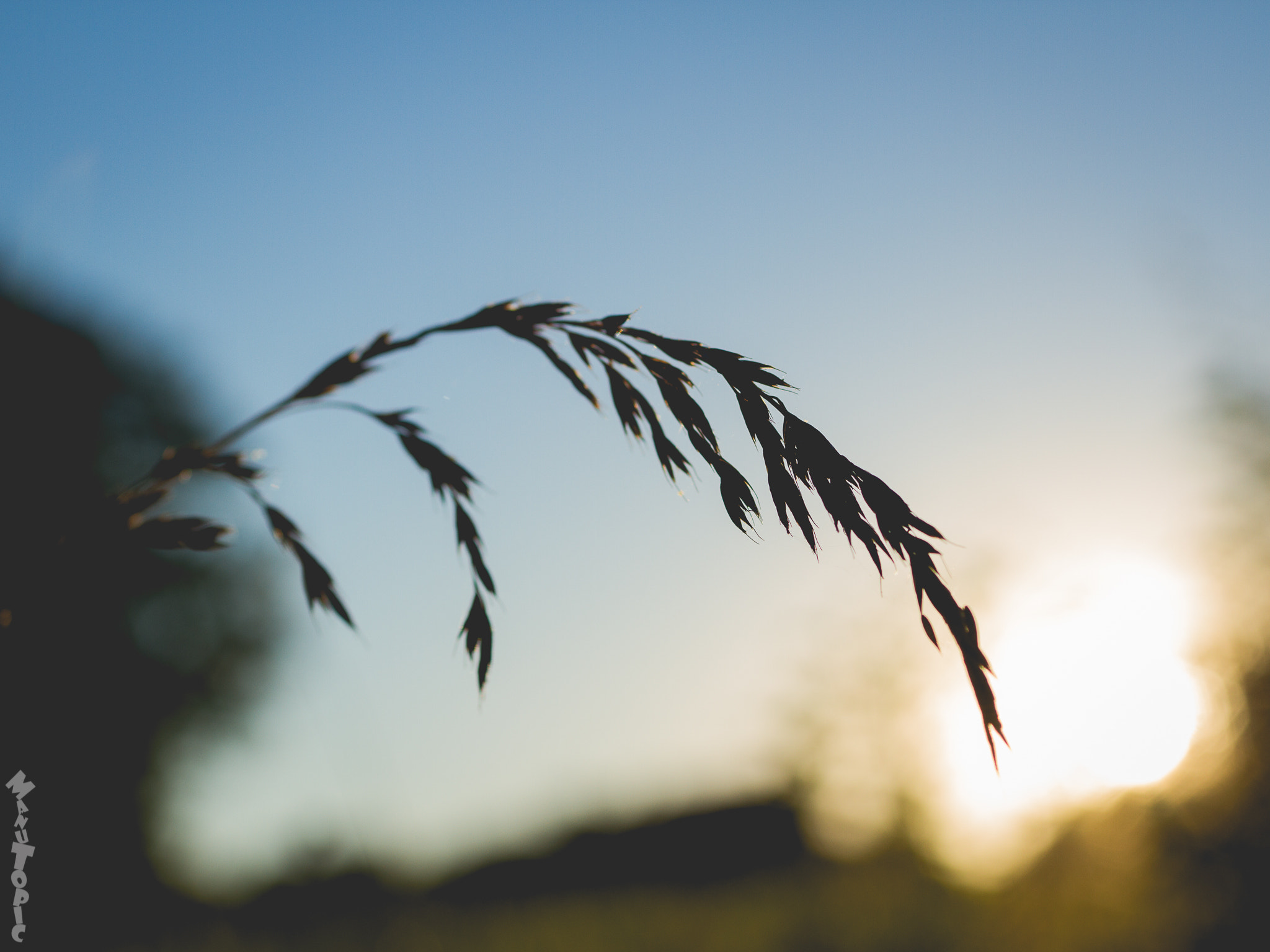 Canon EF 50mm F2.5 Macro sample photo. Un brin de douceur photography