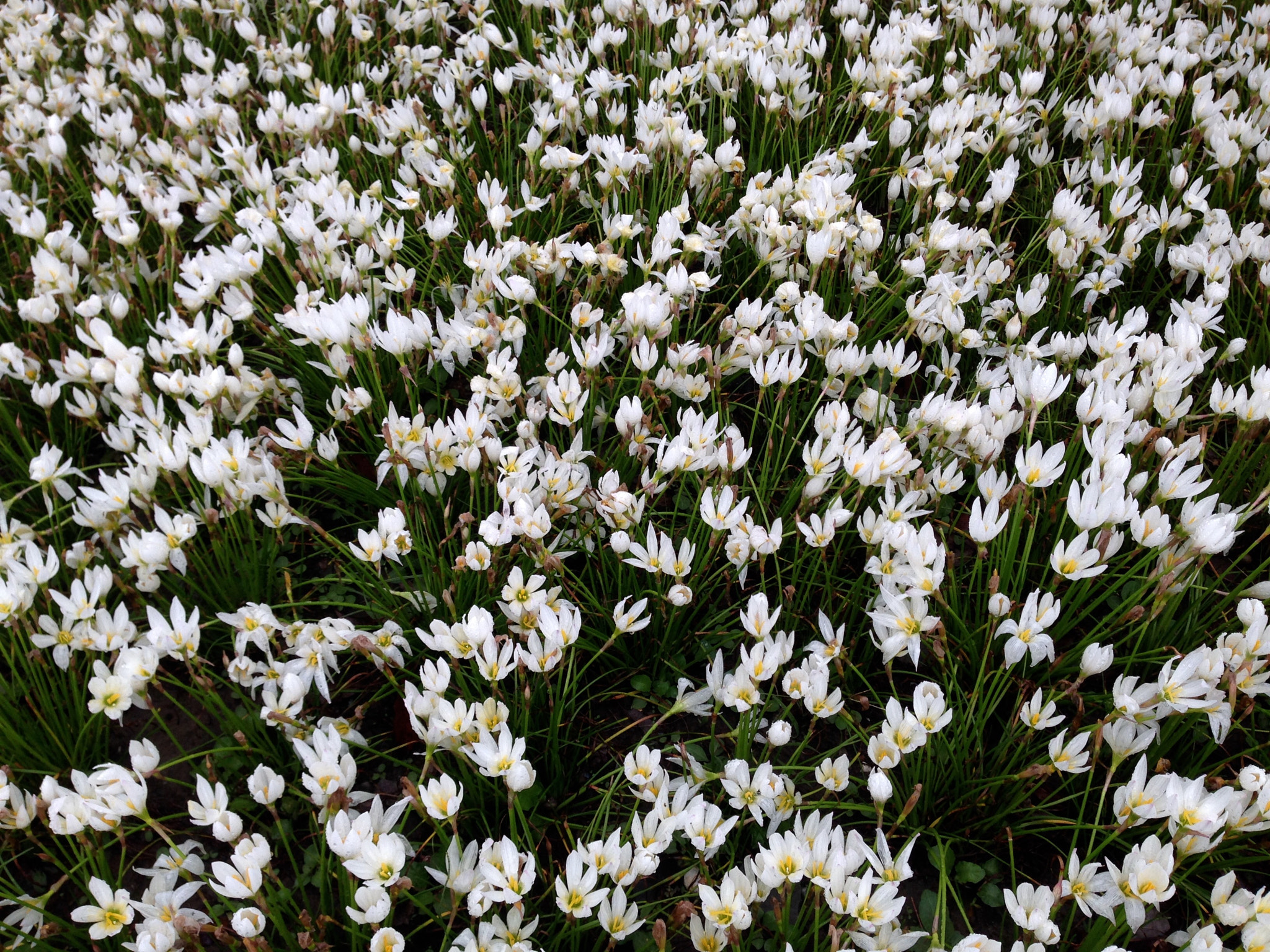 Apple iPhone5,2 sample photo. The zephyr lily 葱兰 photography