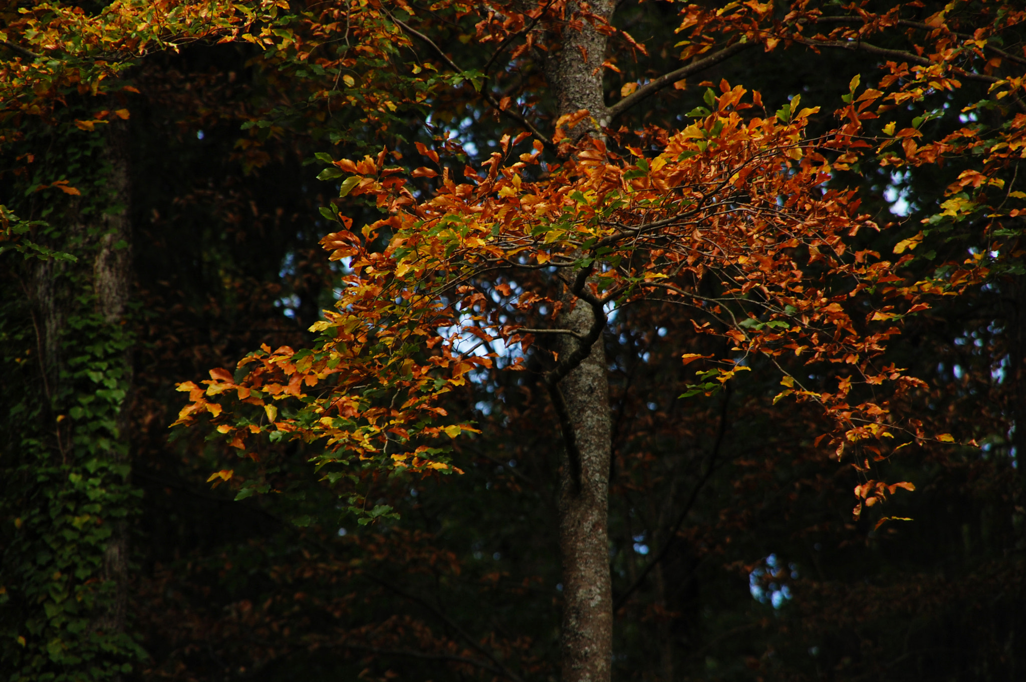 Nikon D40 + Sigma 18-200mm F3.5-6.3 DC sample photo. Autumn is coming photography