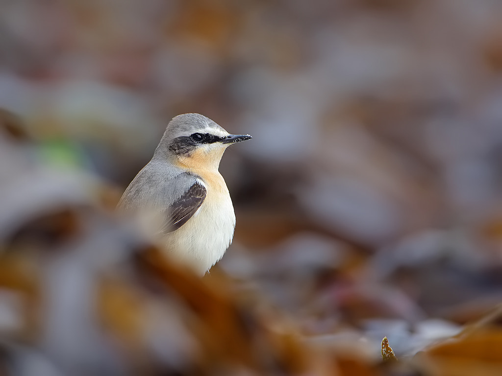 Canon EF 500mm F4L IS USM sample photo. Northern wheatear photography