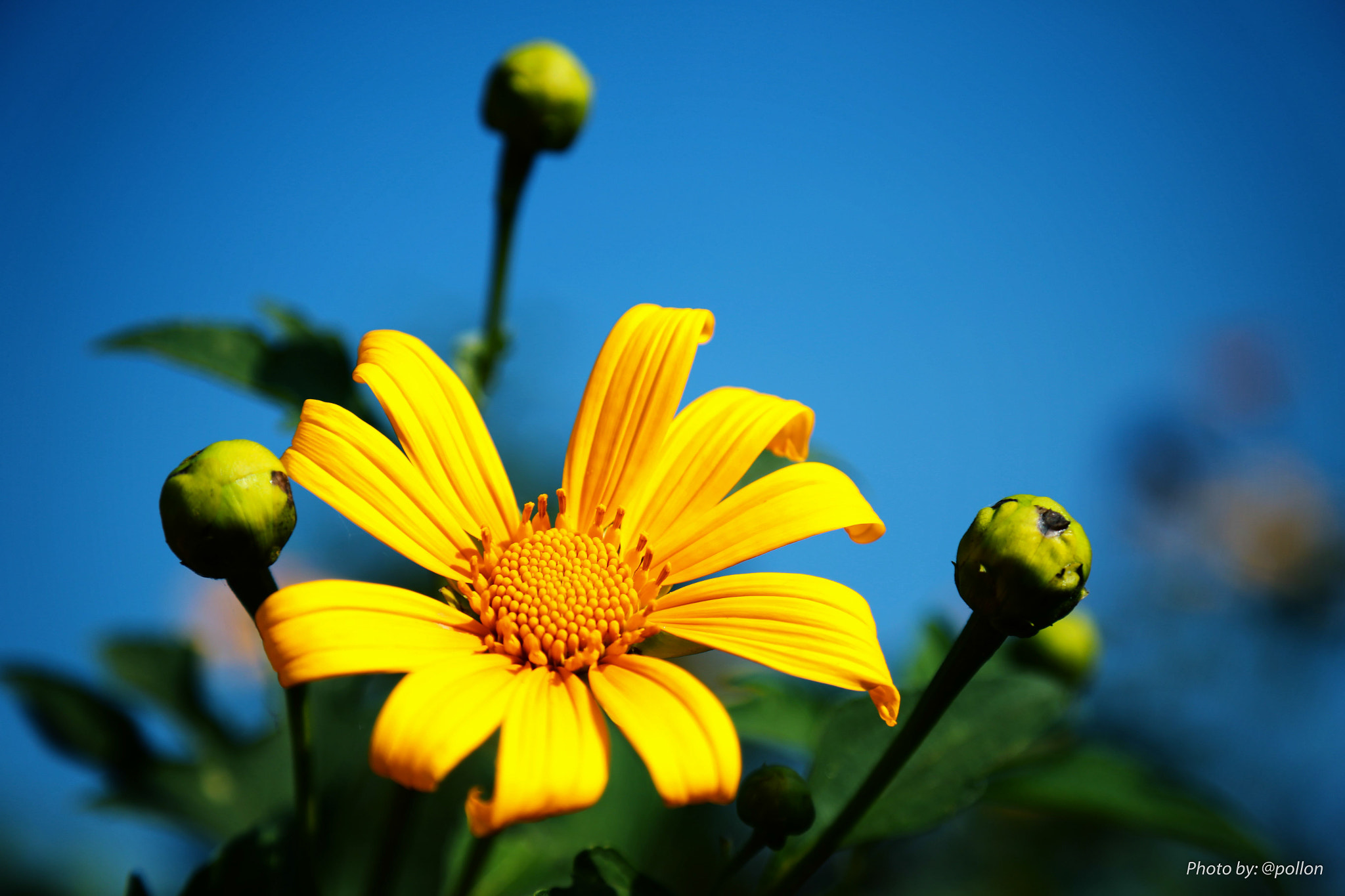 Do you love flowers like me?