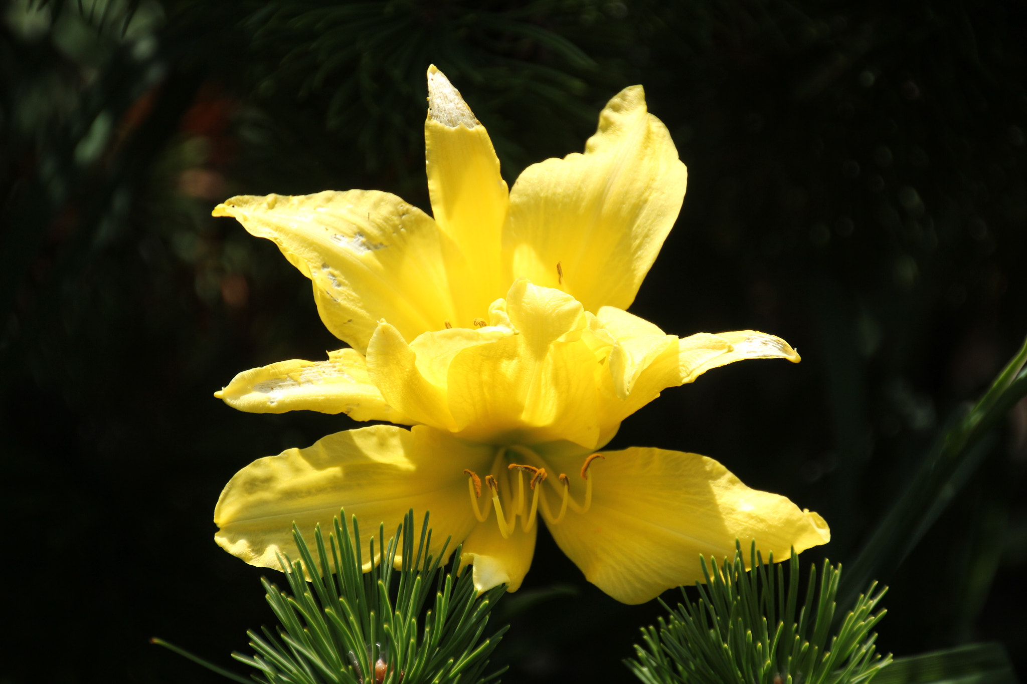 Canon EOS 550D (EOS Rebel T2i / EOS Kiss X4) sample photo. Perfectly yellow photography