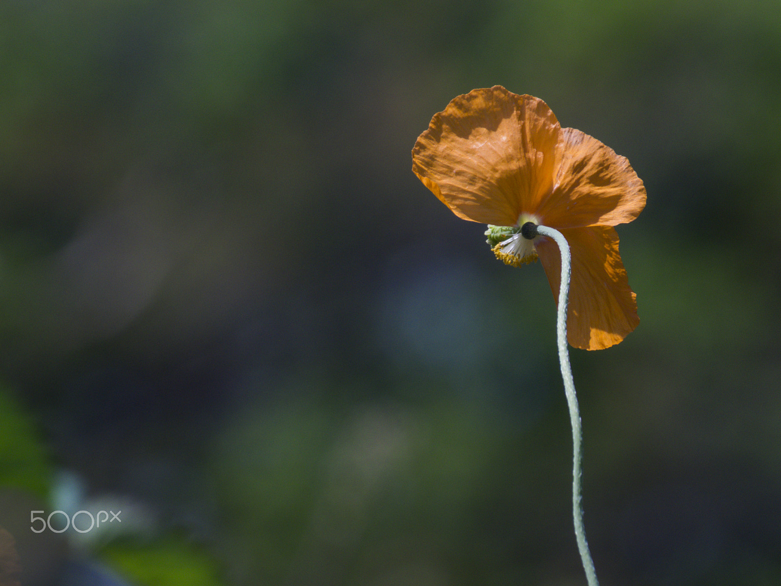 Olympus OM-D E-M1 sample photo. Looking at my back photography