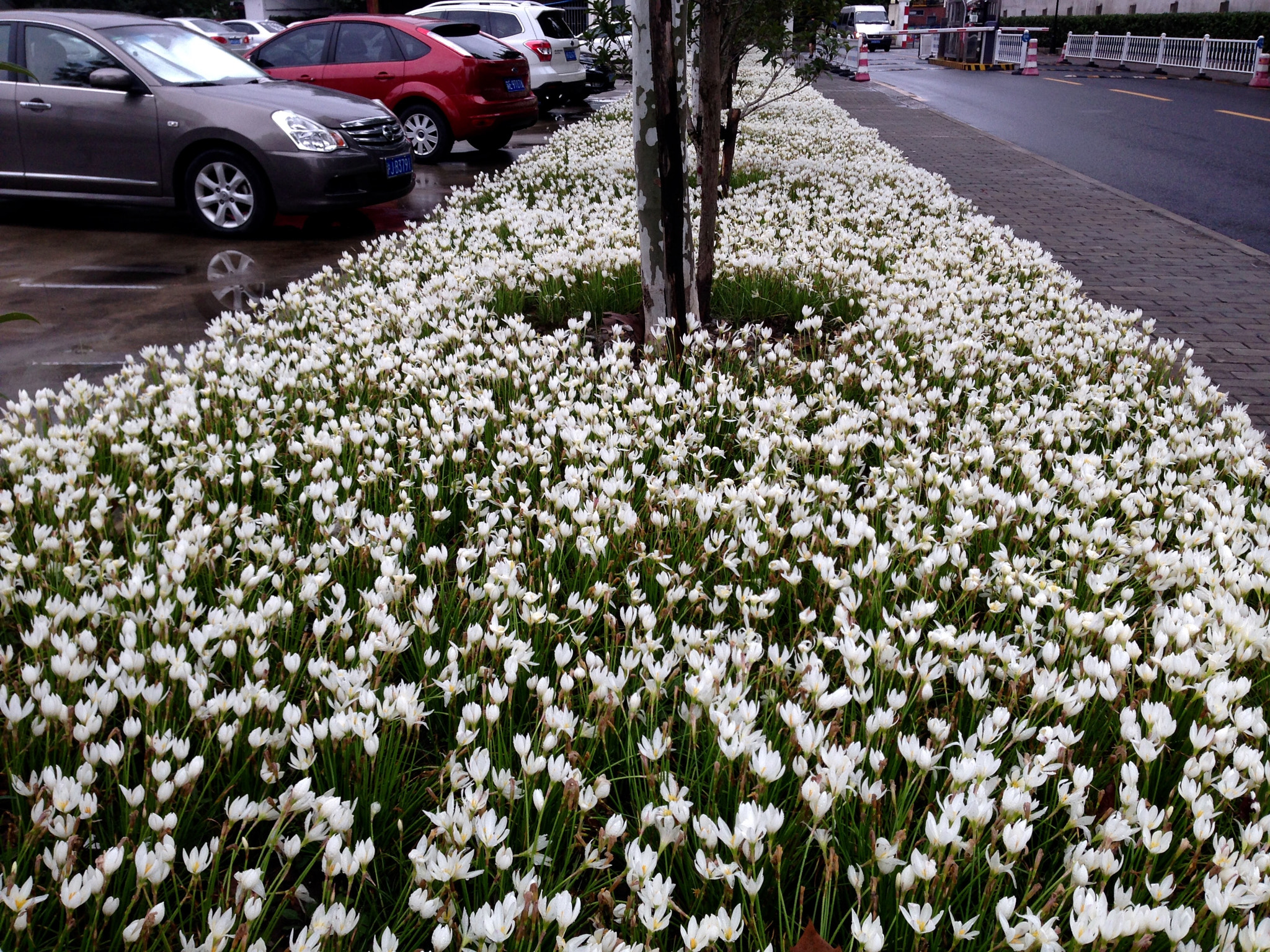 Apple iPhone5,2 sample photo. The parterre at roadside 路边的花坛 photography