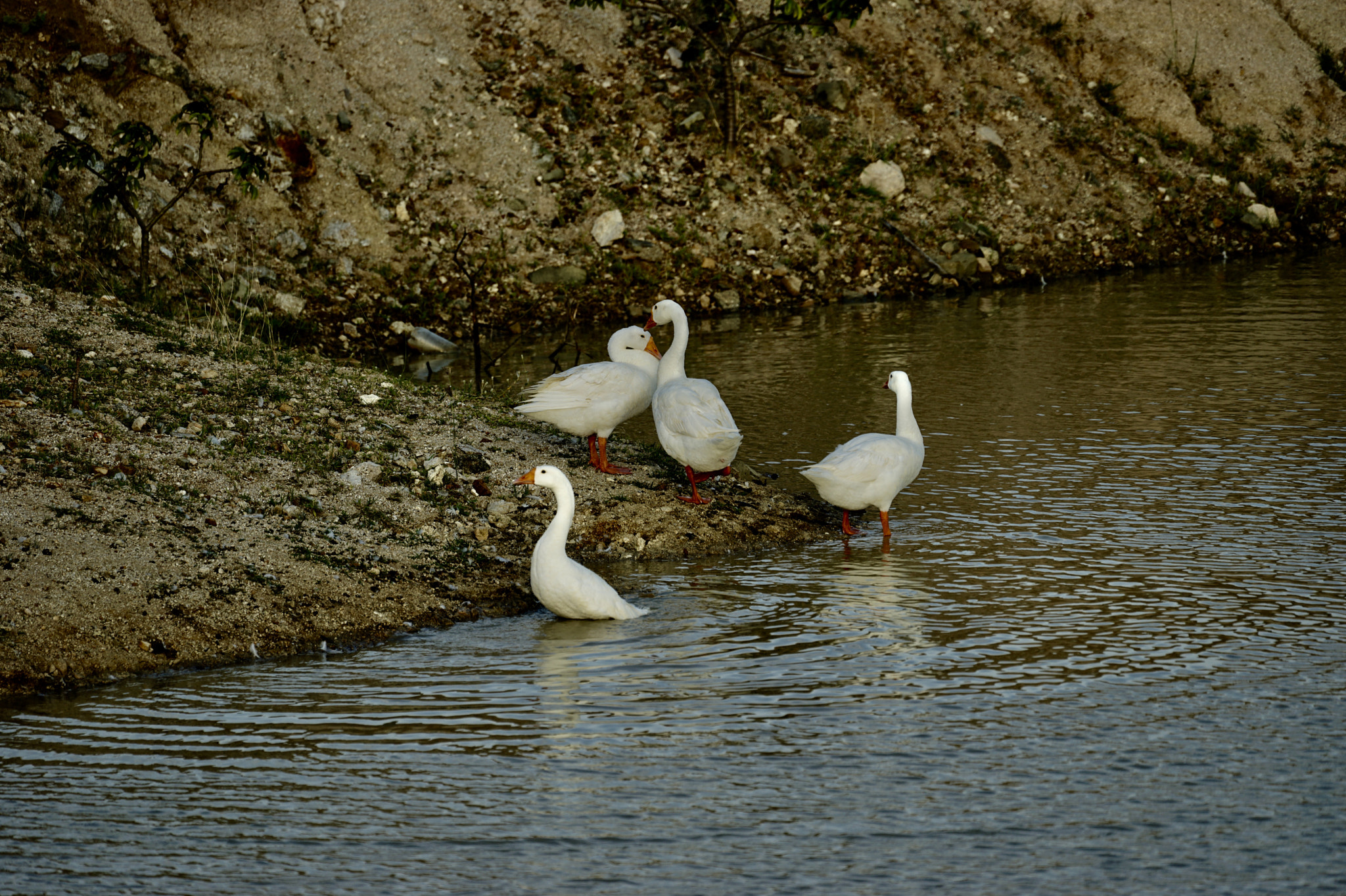 Sony FE 70-300mm F4.5-5.6 G OSS sample photo. Duck photography