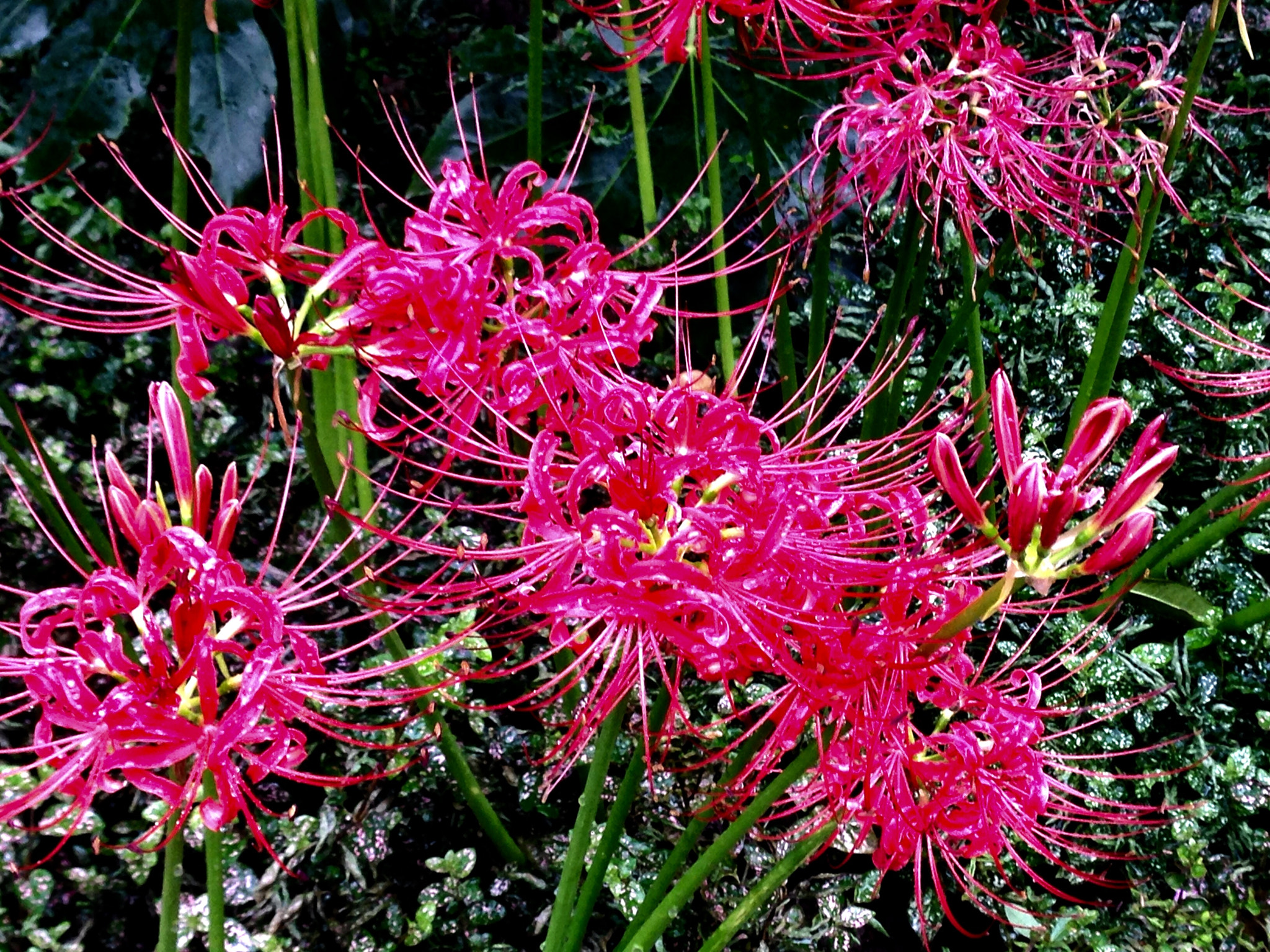 Apple iPhone5,2 sample photo. Equinox flowers 彼岸花 photography