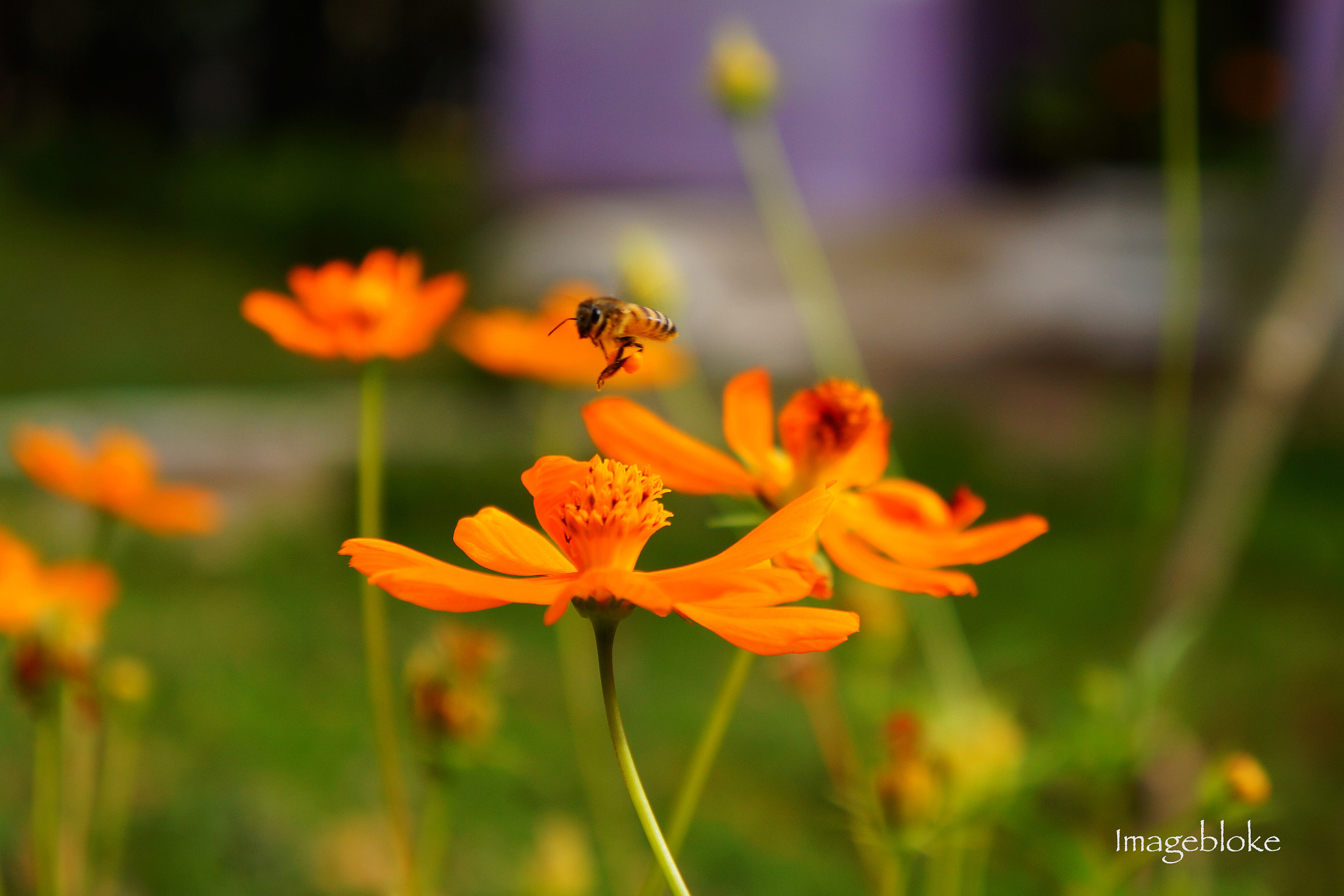 Tamron 18-200mm F3.5-6.3 Di III VC sample photo. Www.imagebloke.blogspot.com photography