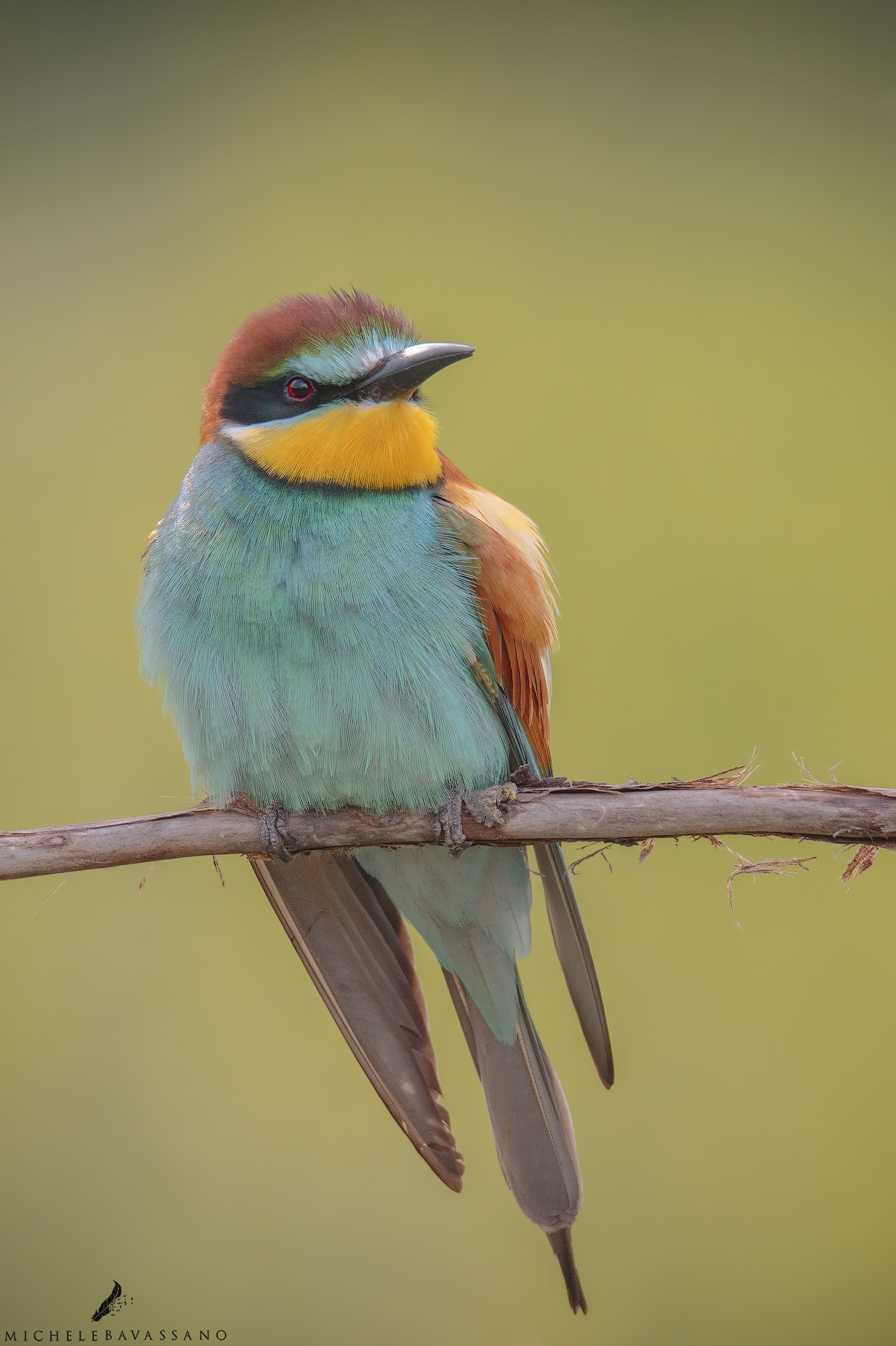 150-600mm F5-6.3 DG OS HSM | Sports 014 sample photo. Bee-eater photography