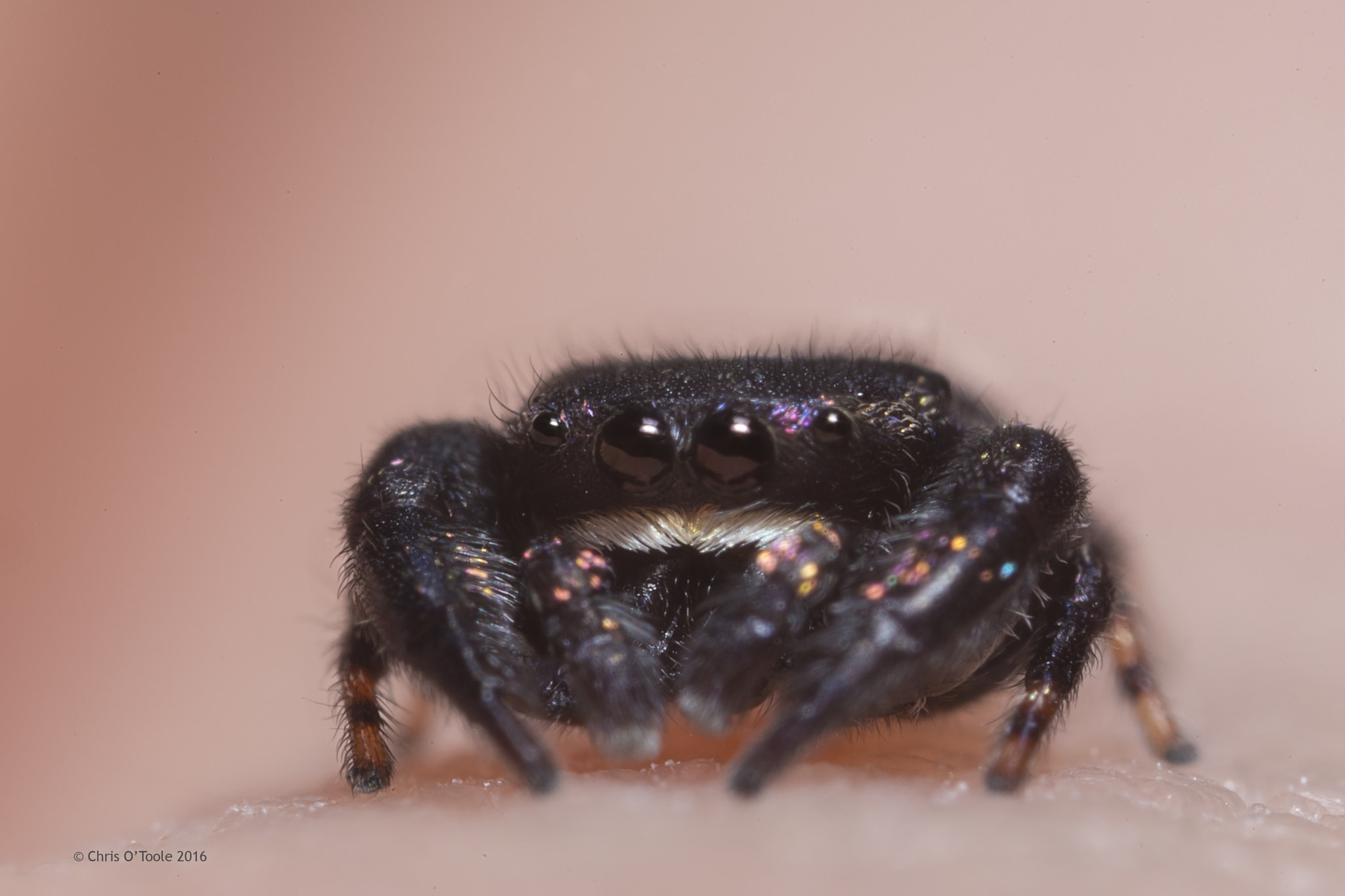 Canon MP-E 65mm F2.5 1-5x Macro Photo sample photo. Simaethula spider photography