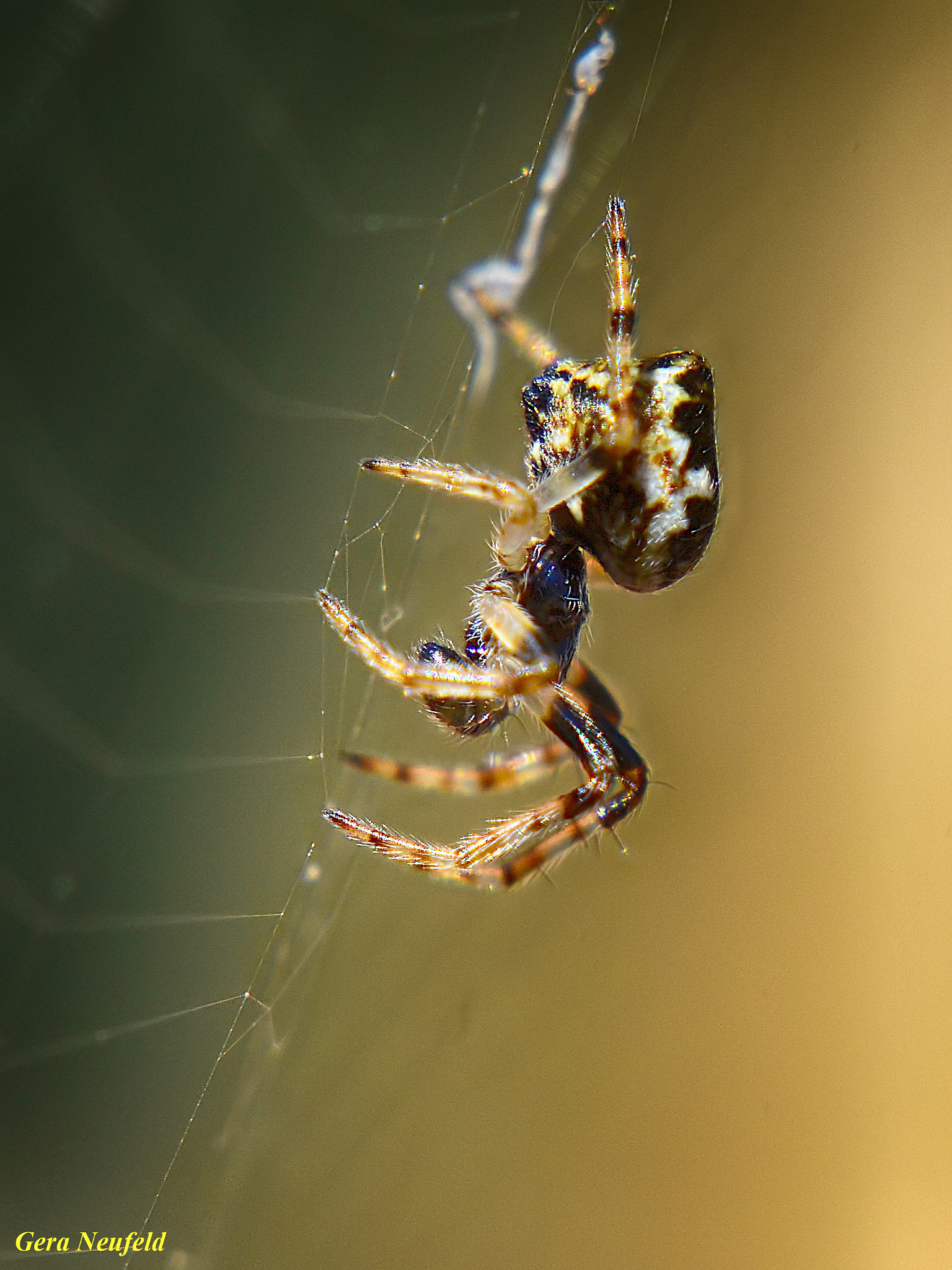 Sigma 150mm F2.8 EX DG OS Macro HSM sample photo. Suspended photography
