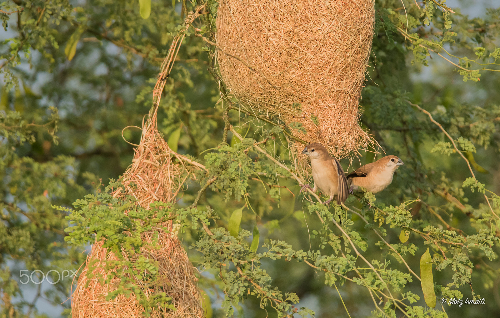 Nikon D750 + Nikon AF-S Nikkor 300mm F4D ED-IF sample photo. Intruders photography