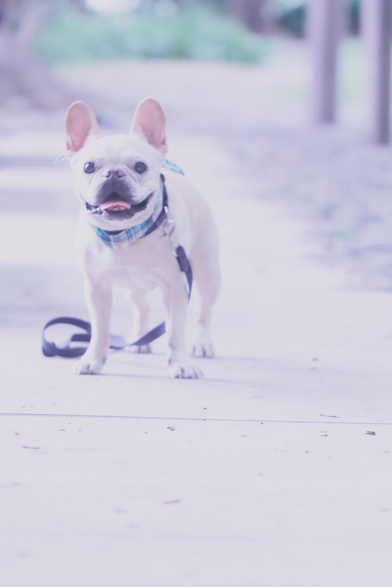 Canon EOS 700D (EOS Rebel T5i / EOS Kiss X7i) sample photo. French bulldog pan is laughing photography