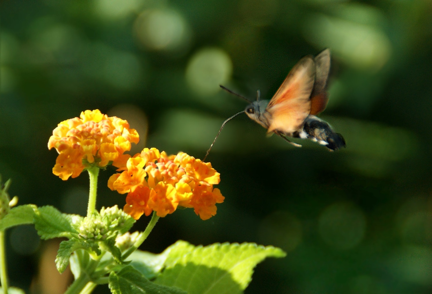 Sony Alpha DSLR-A290 sample photo. Hummingbird hawkmoth 3 photography