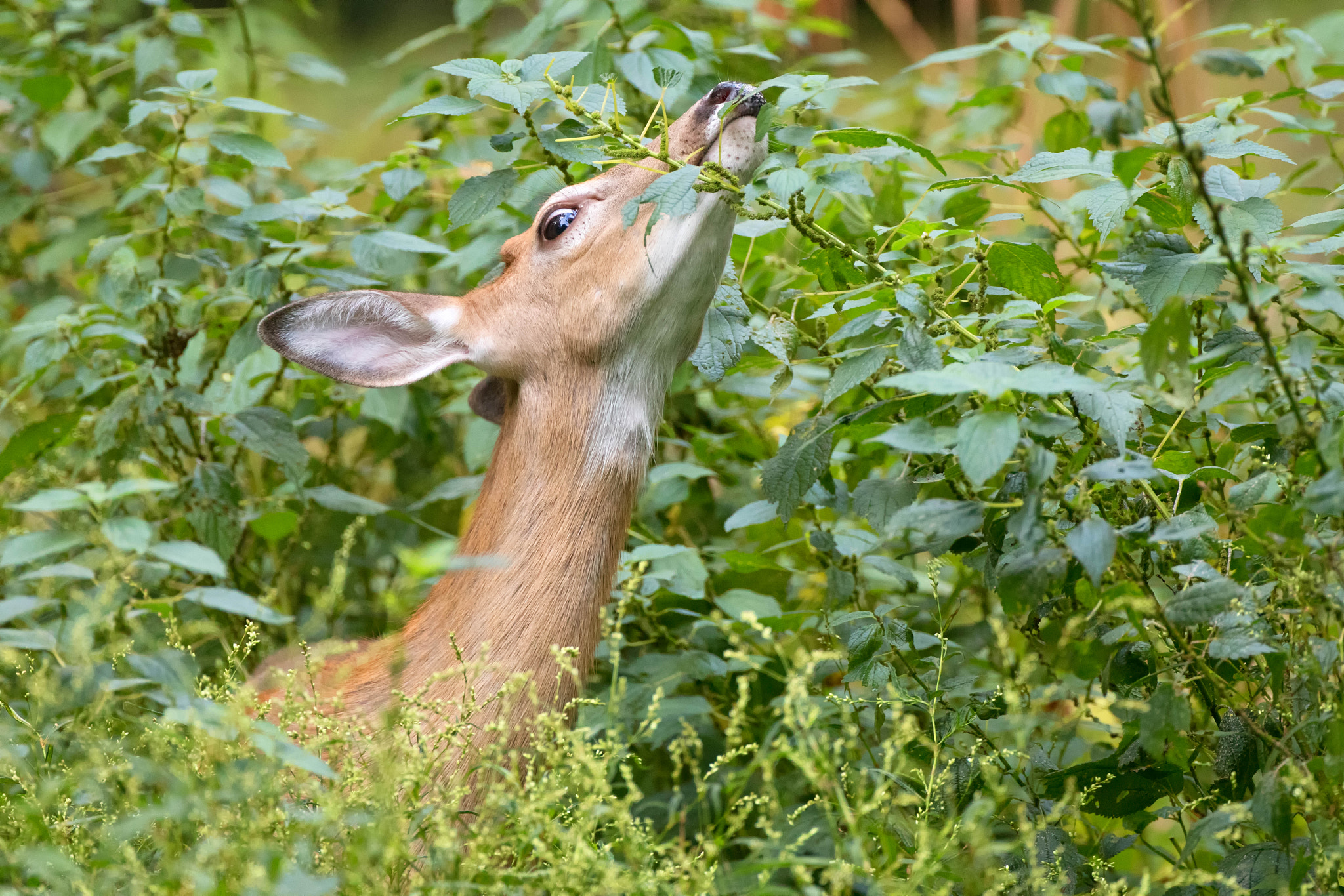 Canon EOS 80D + Canon EF 500mm F4L IS USM sample photo. Yum photography