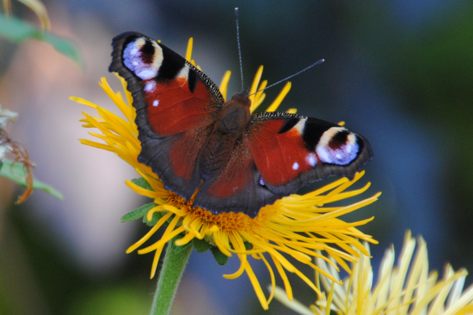 Nikon D3000 sample photo. Pfauenauge photography