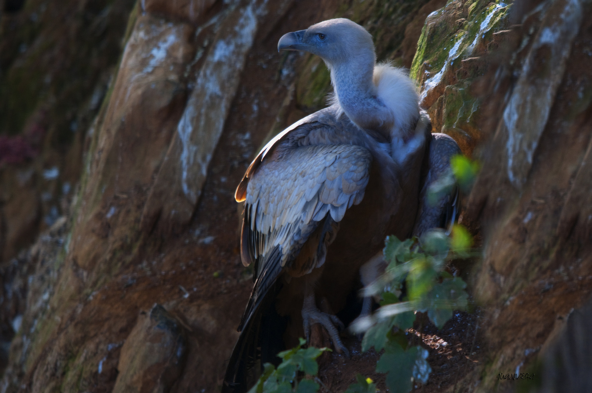 Sigma 150-500mm F5-6.3 DG OS HSM sample photo. Buitre photography