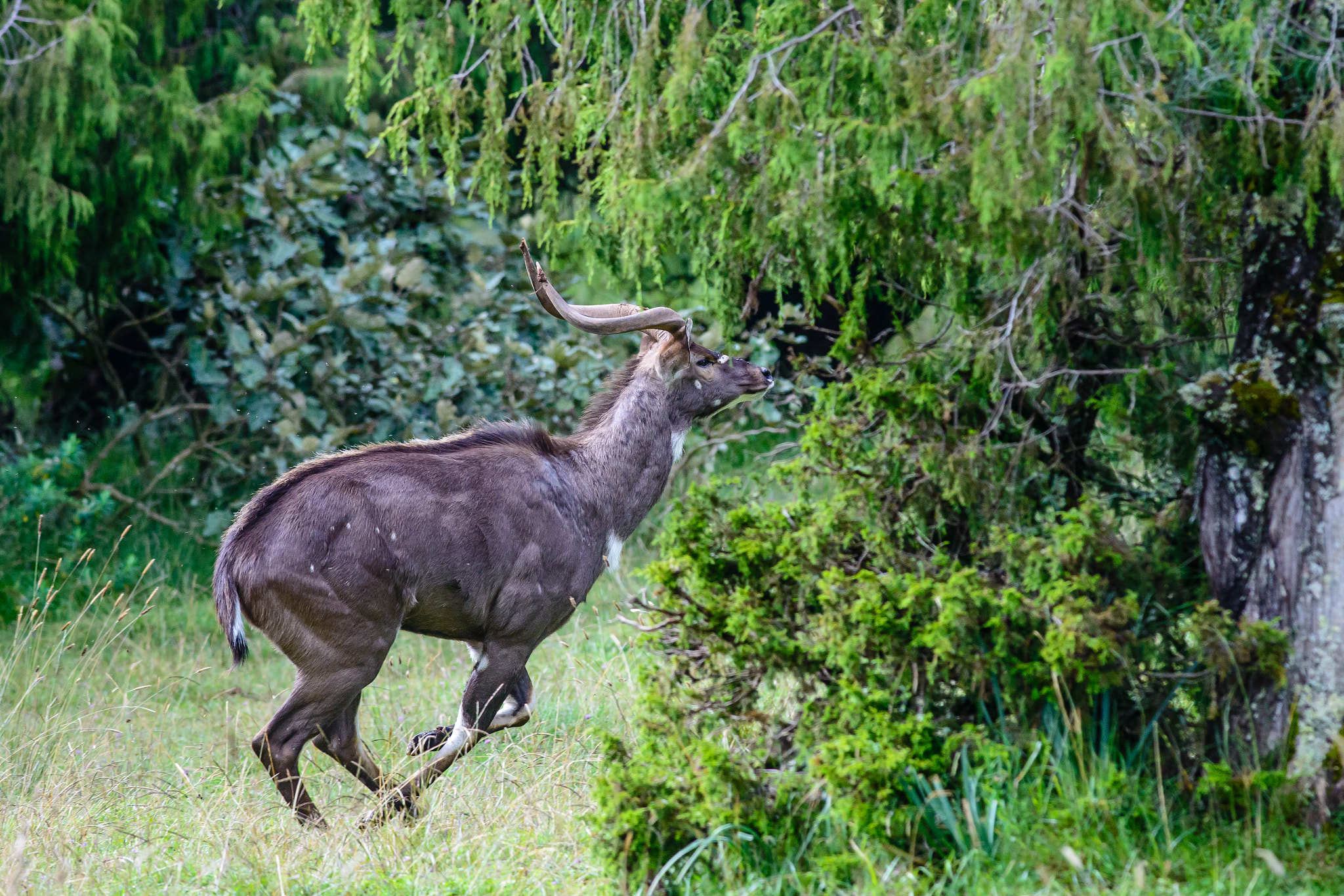 Nikon D800 + Nikon AF-S Nikkor 300mm F4D ED-IF sample photo. Mountain nyala run photography