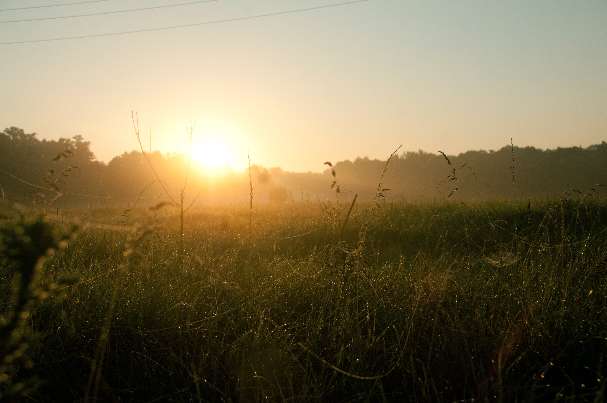 Nikon D300S sample photo. Morning meadow photography