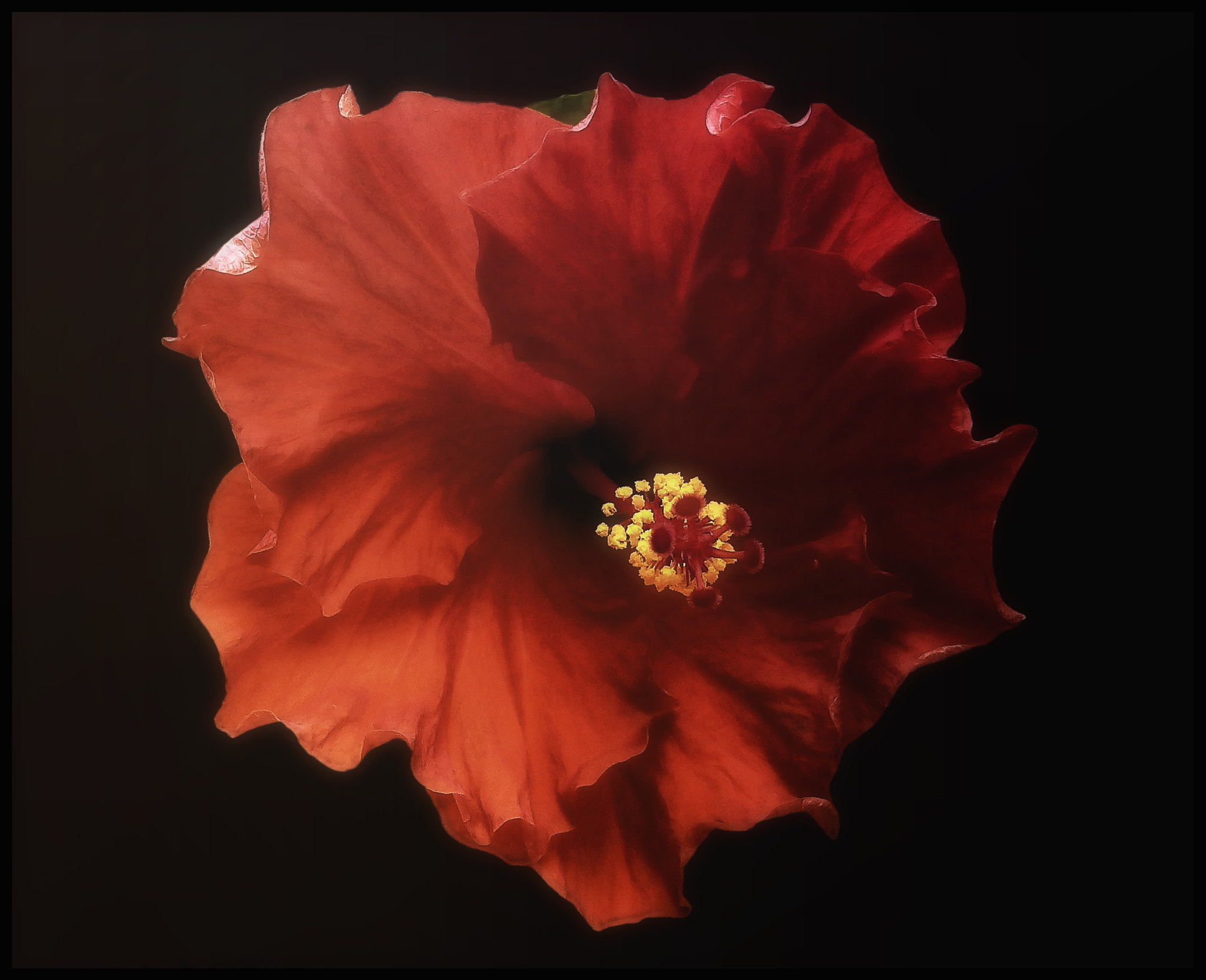 bq Aquaris E5 HD sample photo. Red flower (photomanipulation) photography