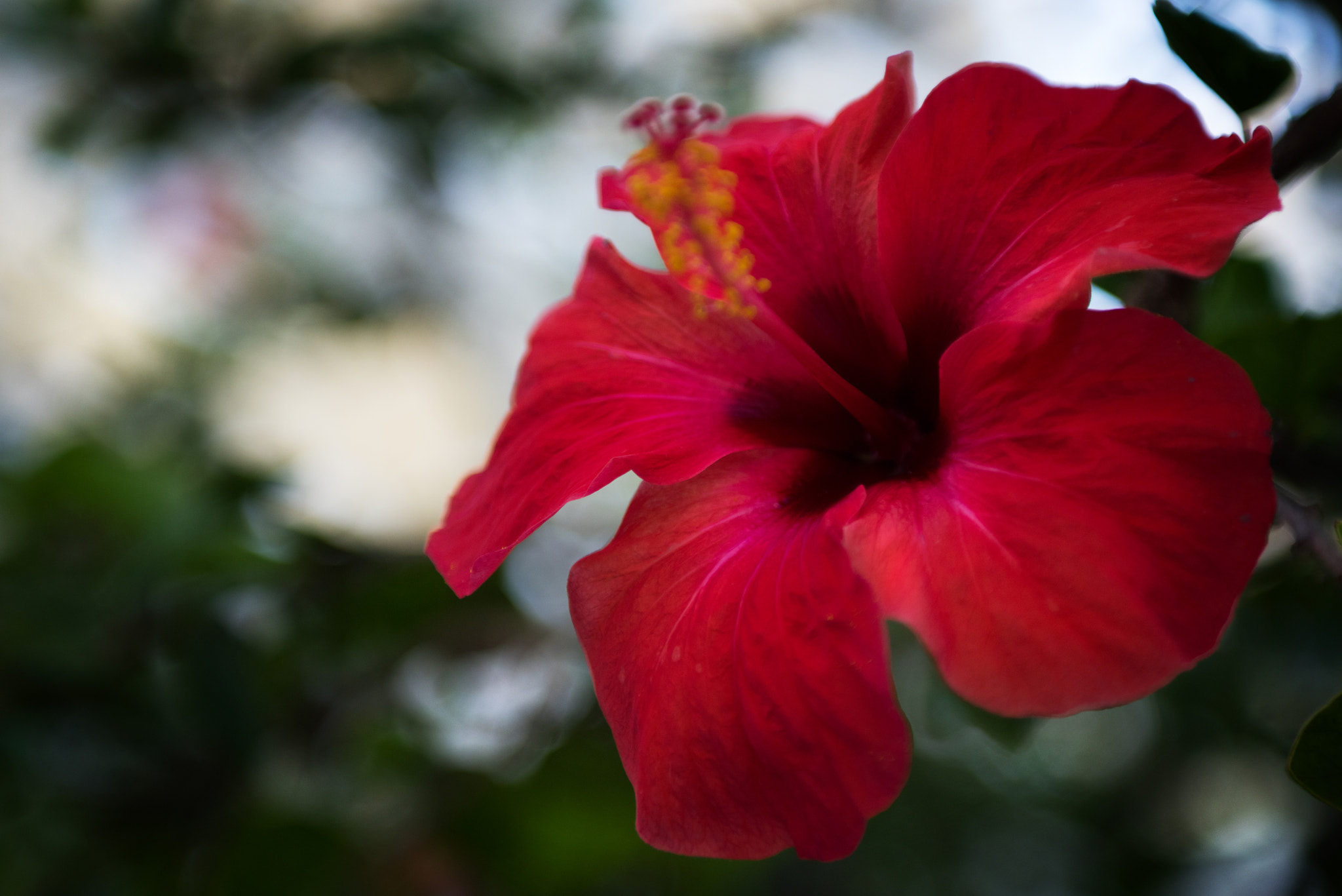 Sigma 24-70mm F2.8 EX DG Macro sample photo. Hibiscus photography