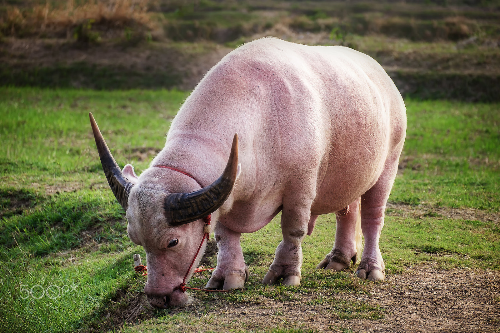 Fujifilm X-E2 + Fujifilm XC 50-230mm F4.5-6.7 OIS II sample photo. Albino buffalo (white buffalo) photography