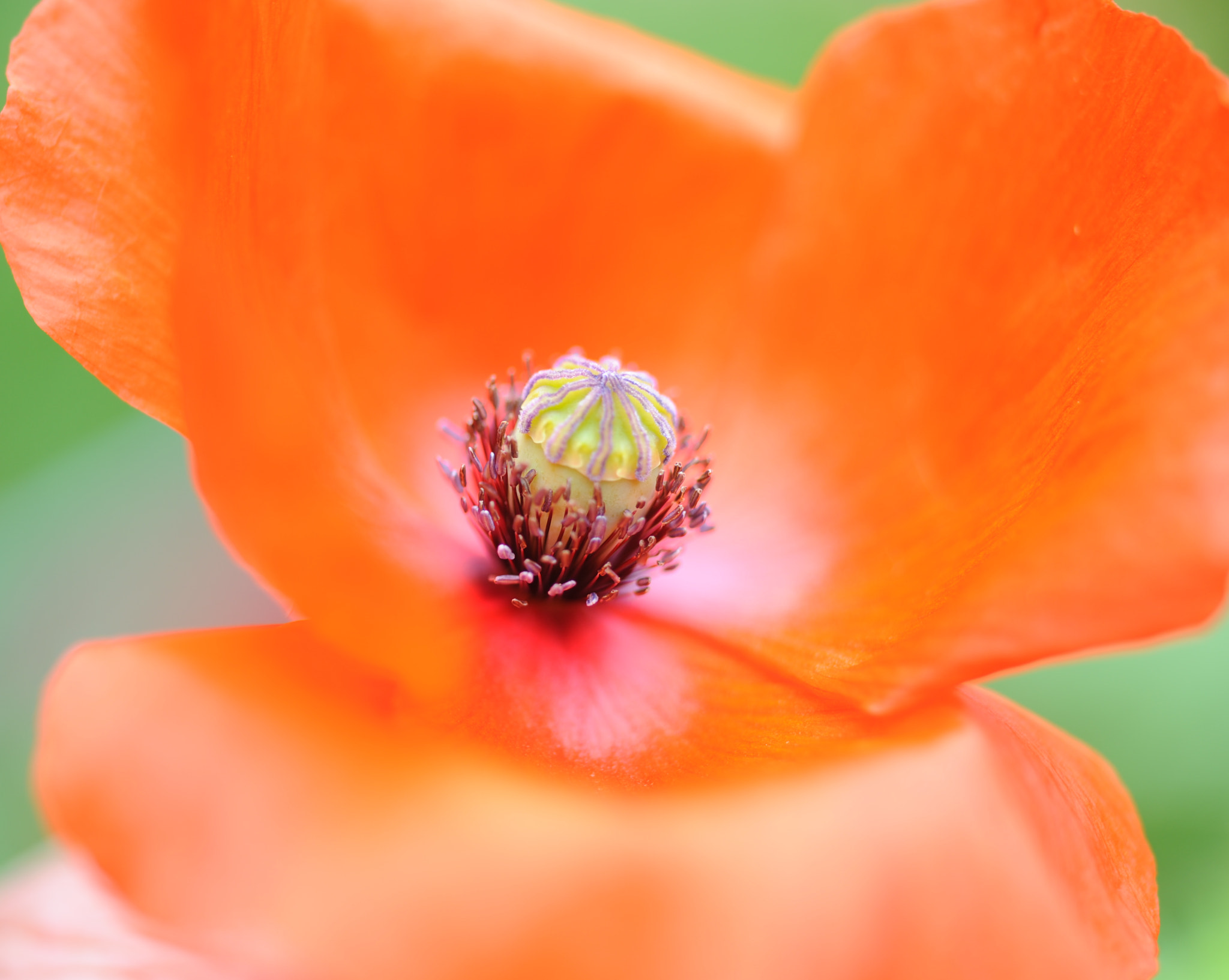 Nikon D3 sample photo. Red poppy macro photography