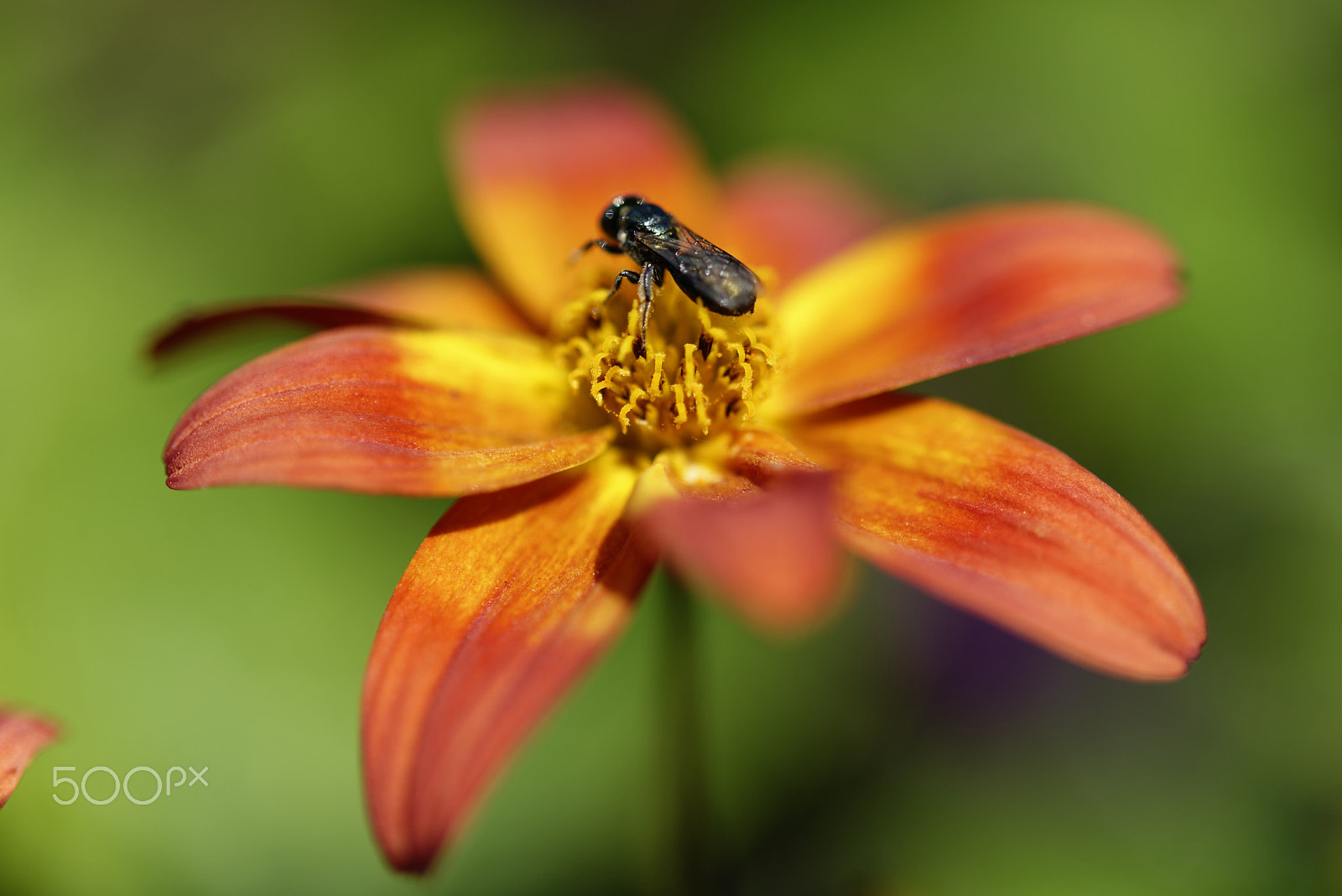 Nikon AF-S Micro-Nikkor 60mm F2.8G ED sample photo