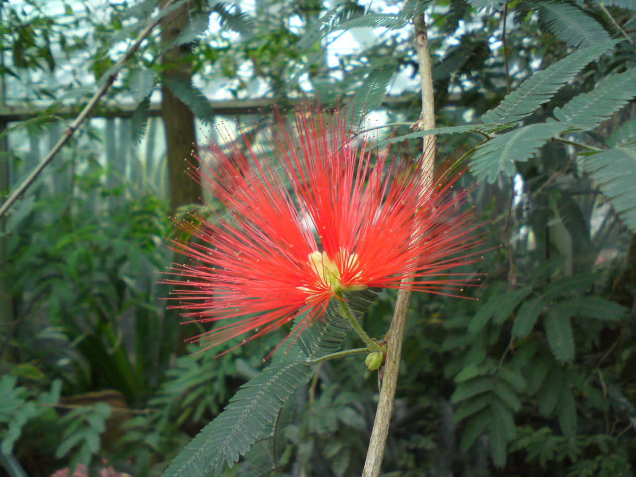 Sony Ericsson C902 sample photo. Red flower photography