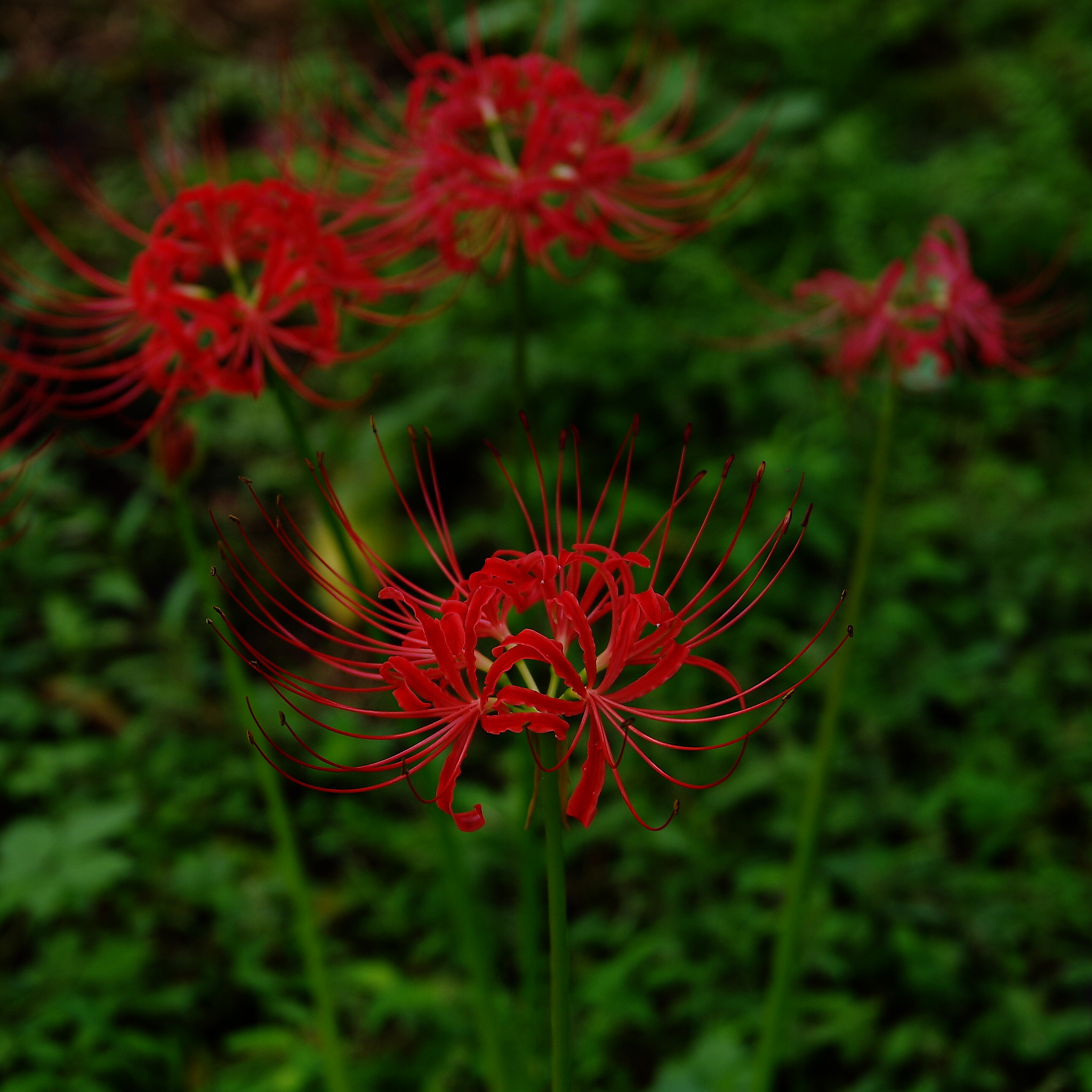 Sigma 17-50mm F2.8 EX DC HSM sample photo. Cluster amaryllis ~彼岸花~１ photography