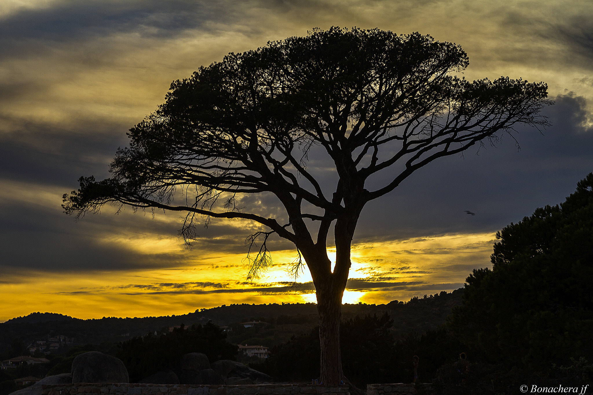 Sigma 17-70mm F2.8-4 DC Macro OS HSM sample photo. The pine! photography