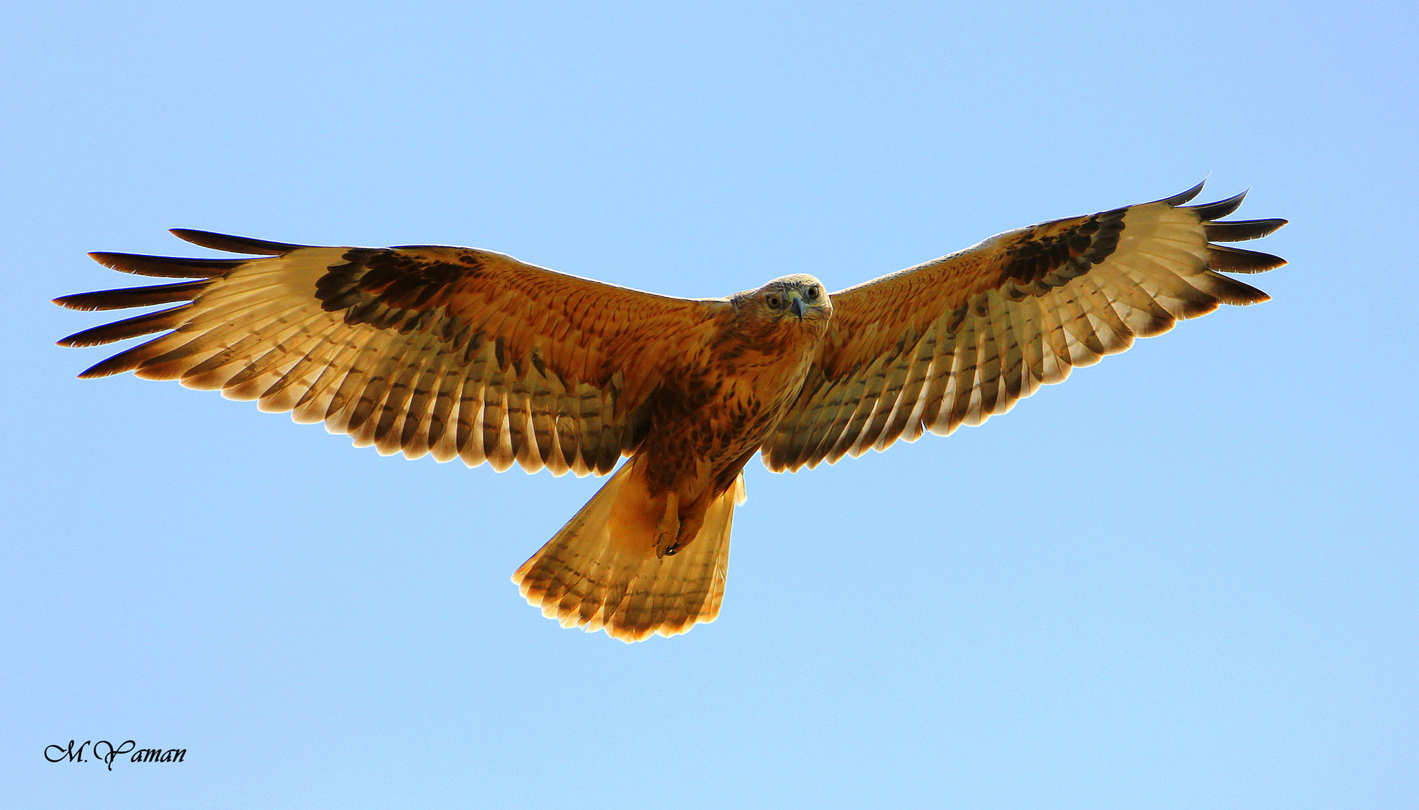 Tamron SP 150-600mm F5-6.3 Di VC USD sample photo. Kızıl şahin >>  long-legged buzzard photography