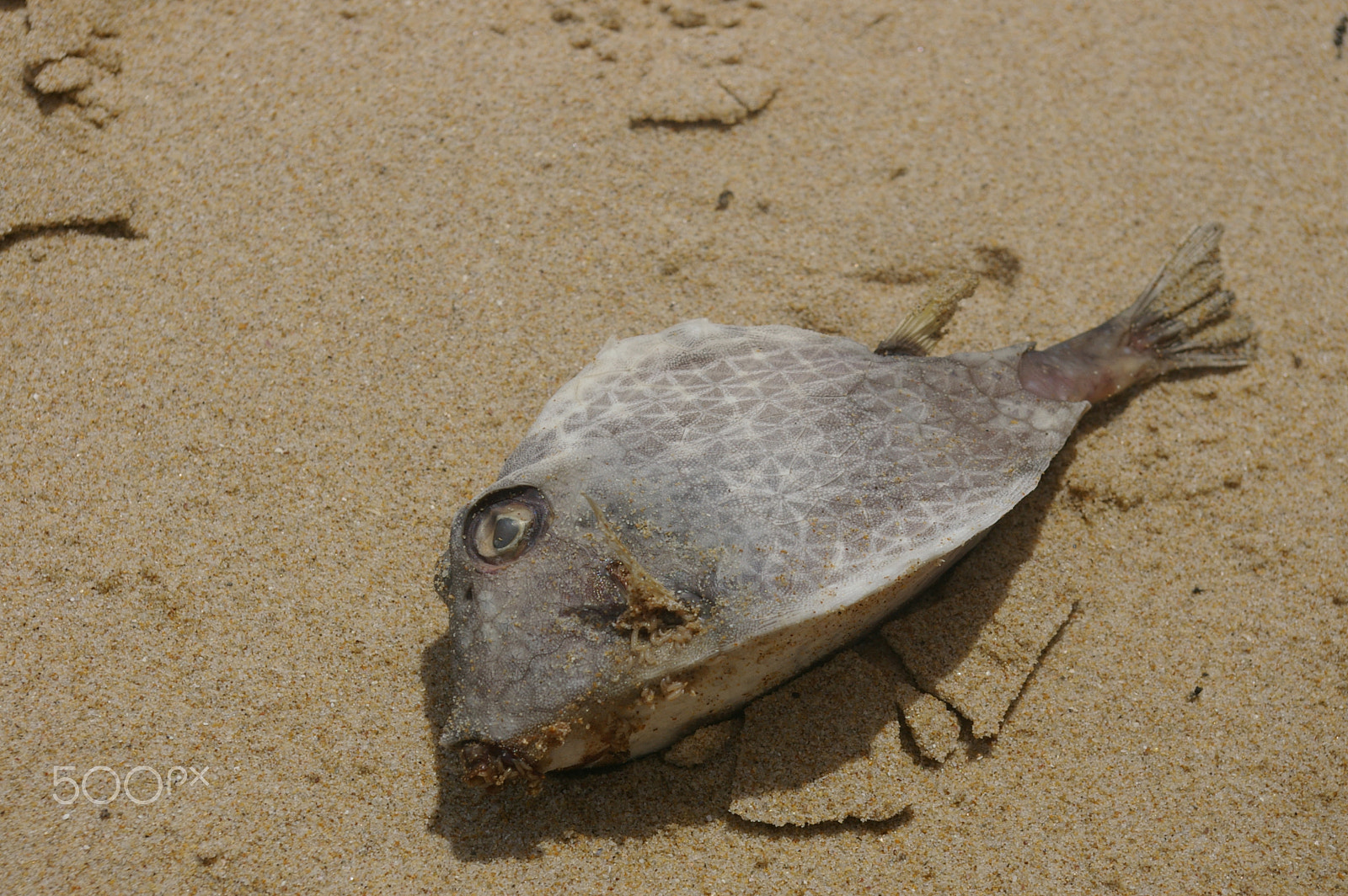 Pentax *ist DL2 sample photo. Box fish photography