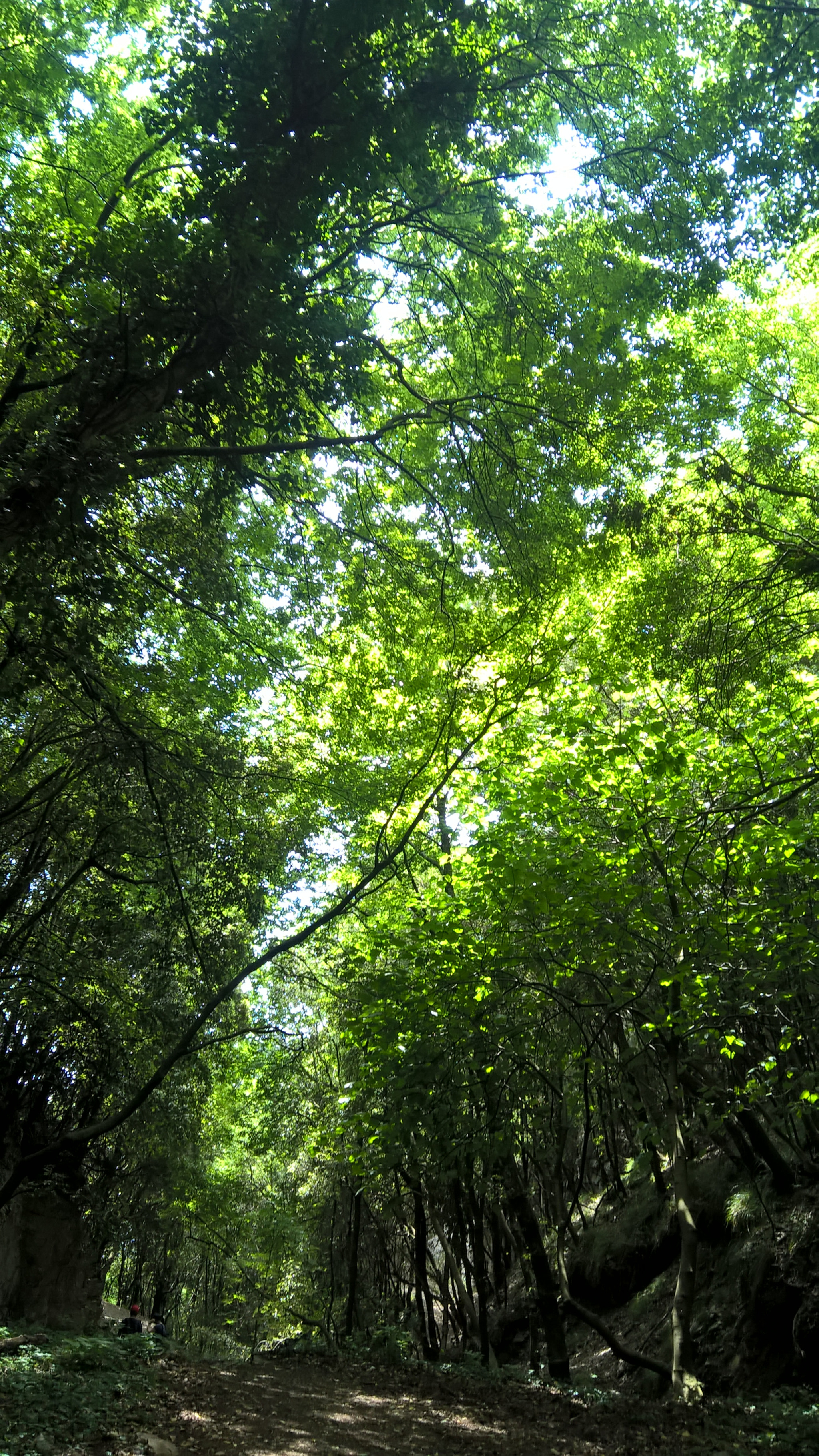 Microsoft Lumia 640 XL sample photo. Green path photography