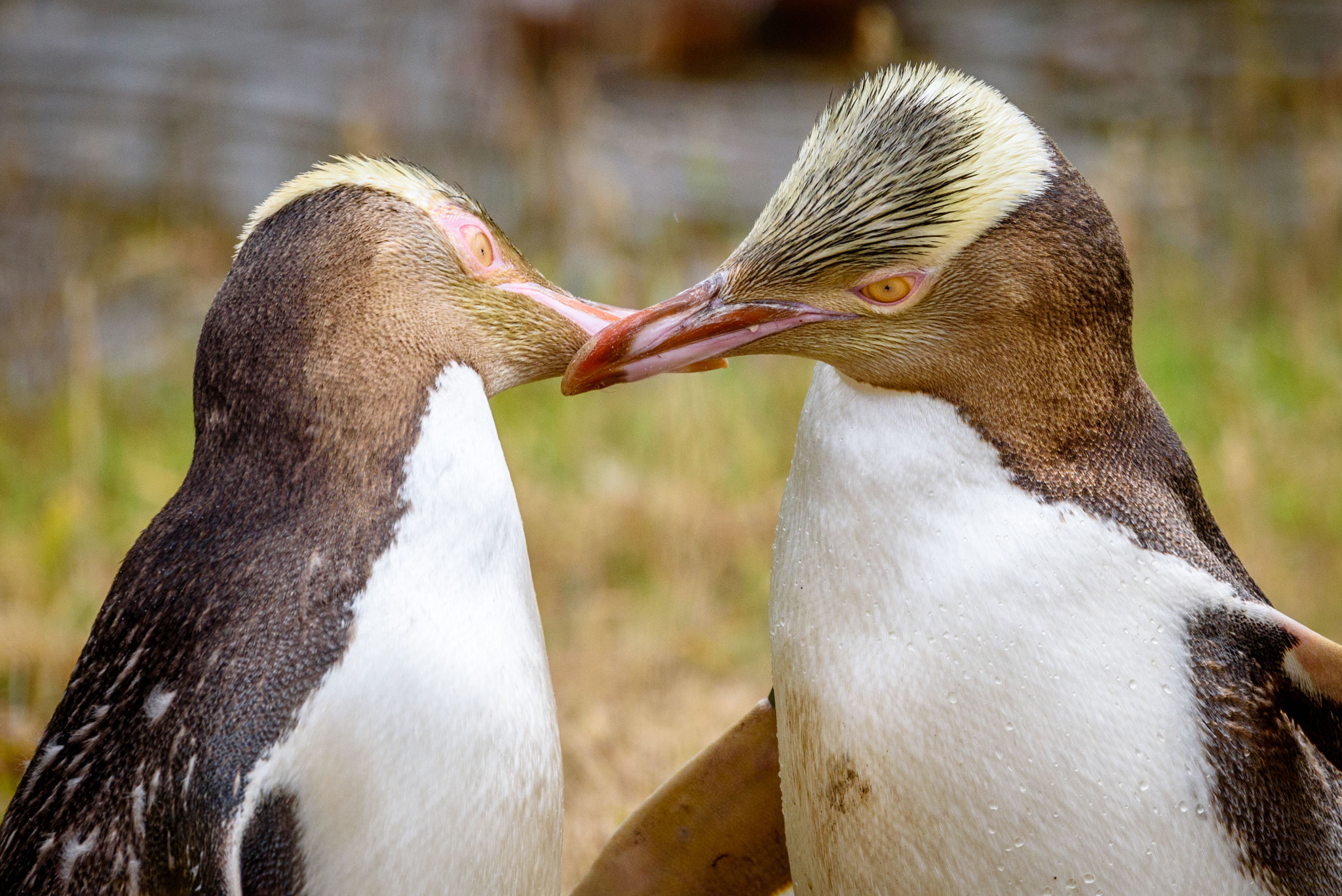 Sigma 120-400mm F4.5-5.6 DG OS HSM sample photo. Yellow eyed penguins.jpg photography