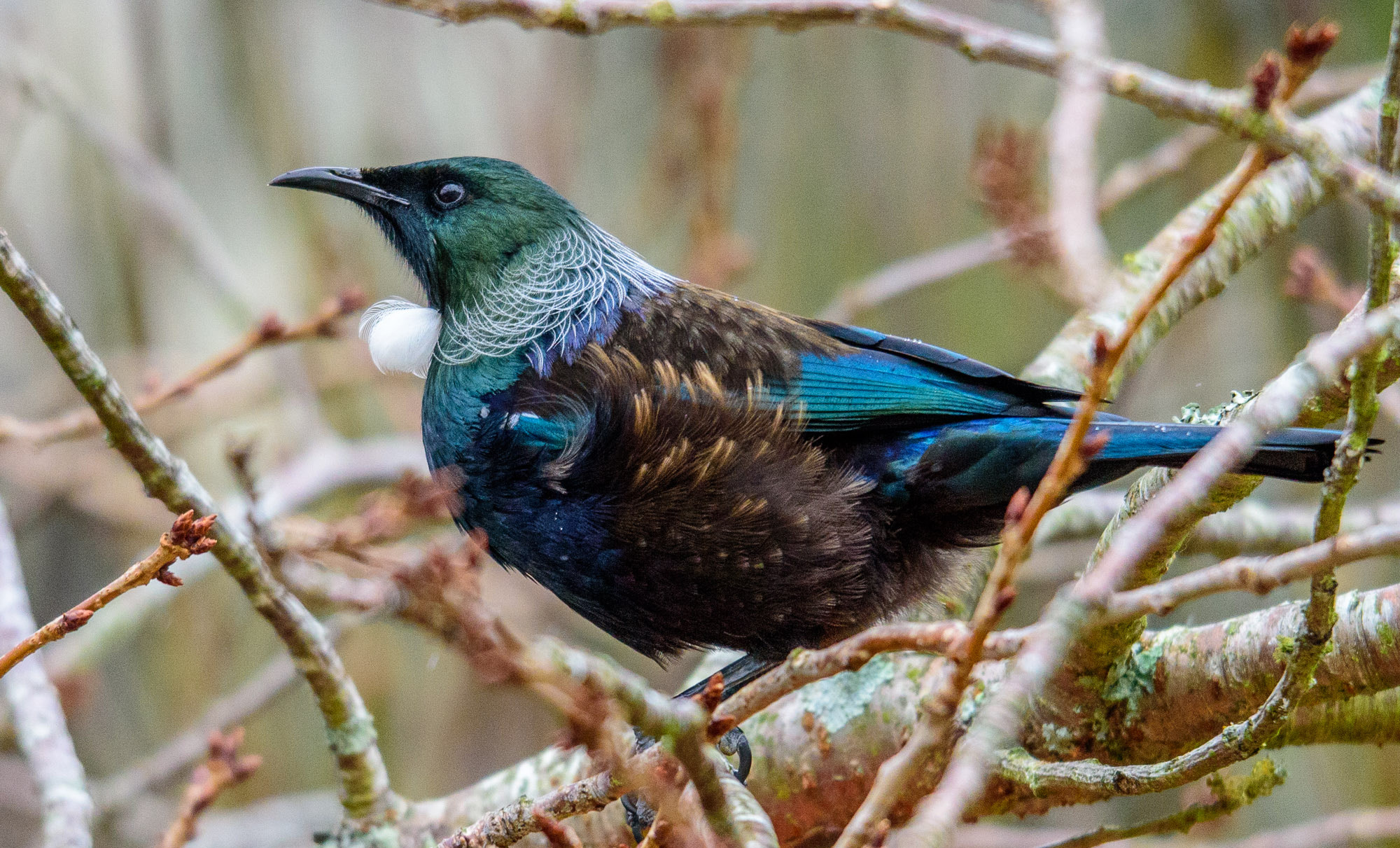 Sigma 120-400mm F4.5-5.6 DG OS HSM sample photo. Tui.jpg photography