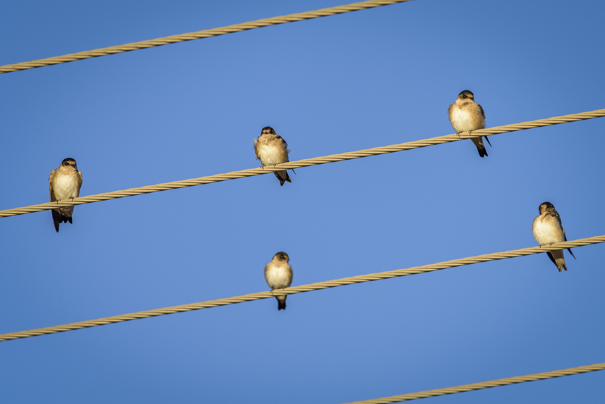 Sigma 120-400mm F4.5-5.6 DG OS HSM sample photo. 25213478579.jpg photography