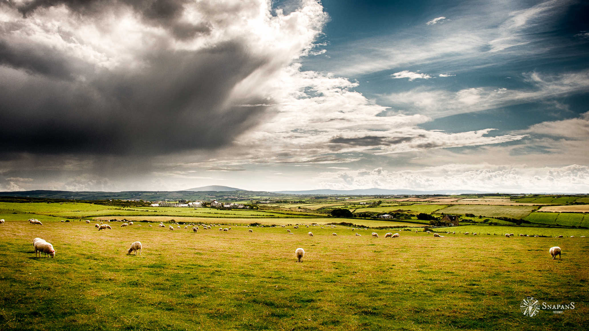 Nikon D5000 sample photo. Sheep in the giant's causeway photography