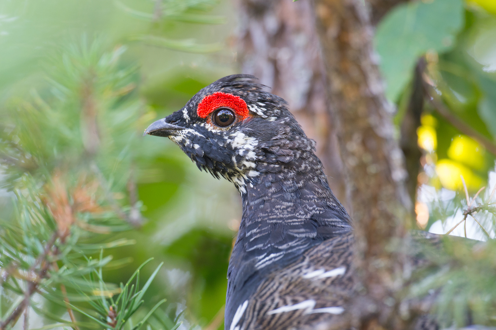 Nikon AF-S Nikkor 800mm F5.6E FL ED VR sample photo. Tetras du canada, falcipennis canadensis, spruce grouse photography
