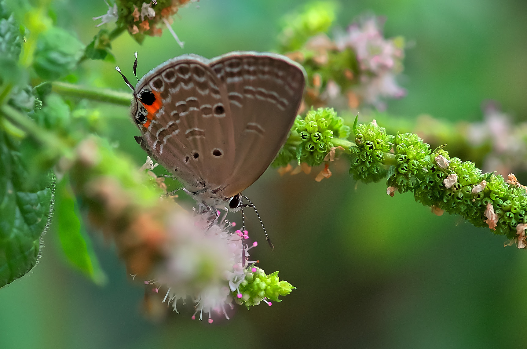 Pentax K-50 + Pentax smc D-FA 100mm F2.8 Macro WR sample photo. Butterfly（シジミチョウ） photography