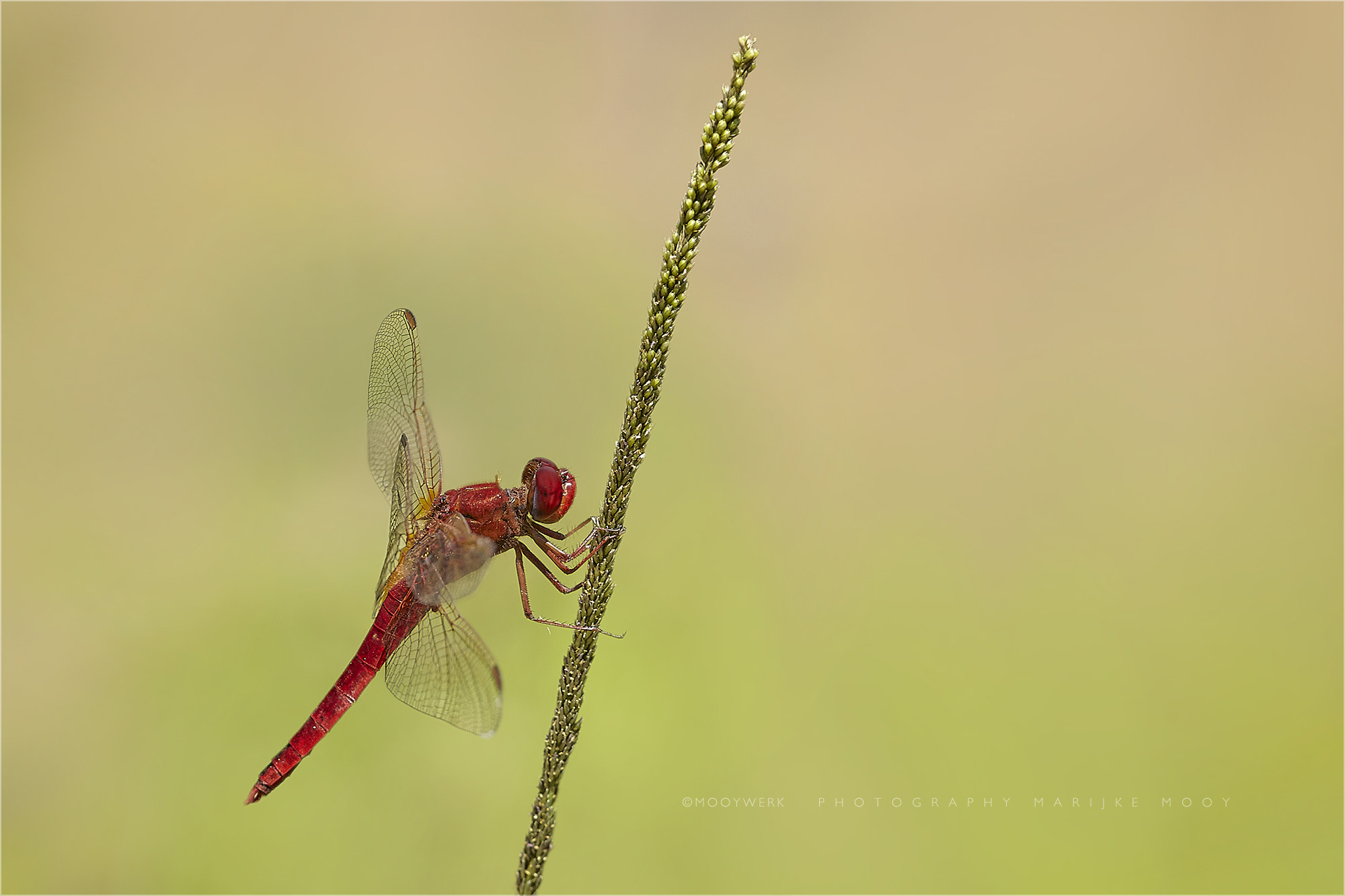 Canon EF 180mm F3.5L Macro USM sample photo. Scarlet dragonfly photography