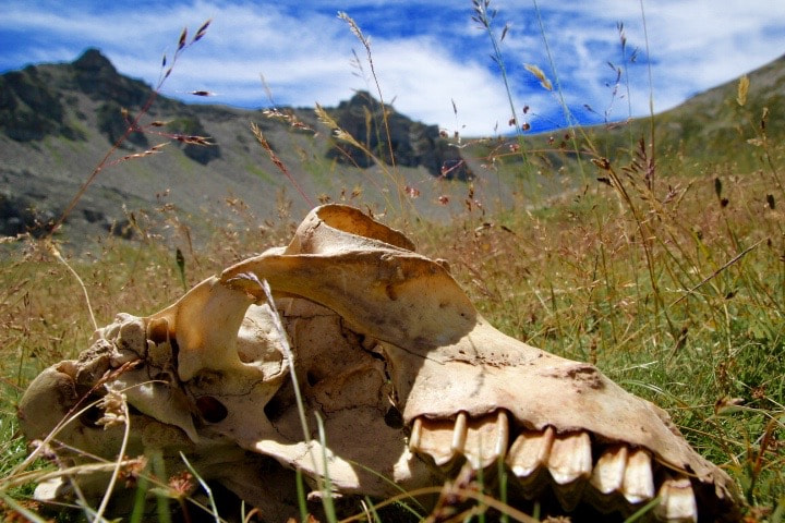 Tamron SP AF 17-50mm F2.8 XR Di II LD Aspherical (IF) sample photo. Landscape skull photography