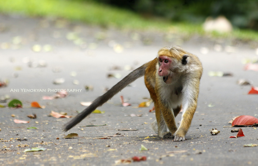 Canon EOS 650D (EOS Rebel T4i / EOS Kiss X6i) sample photo. Monkey photography