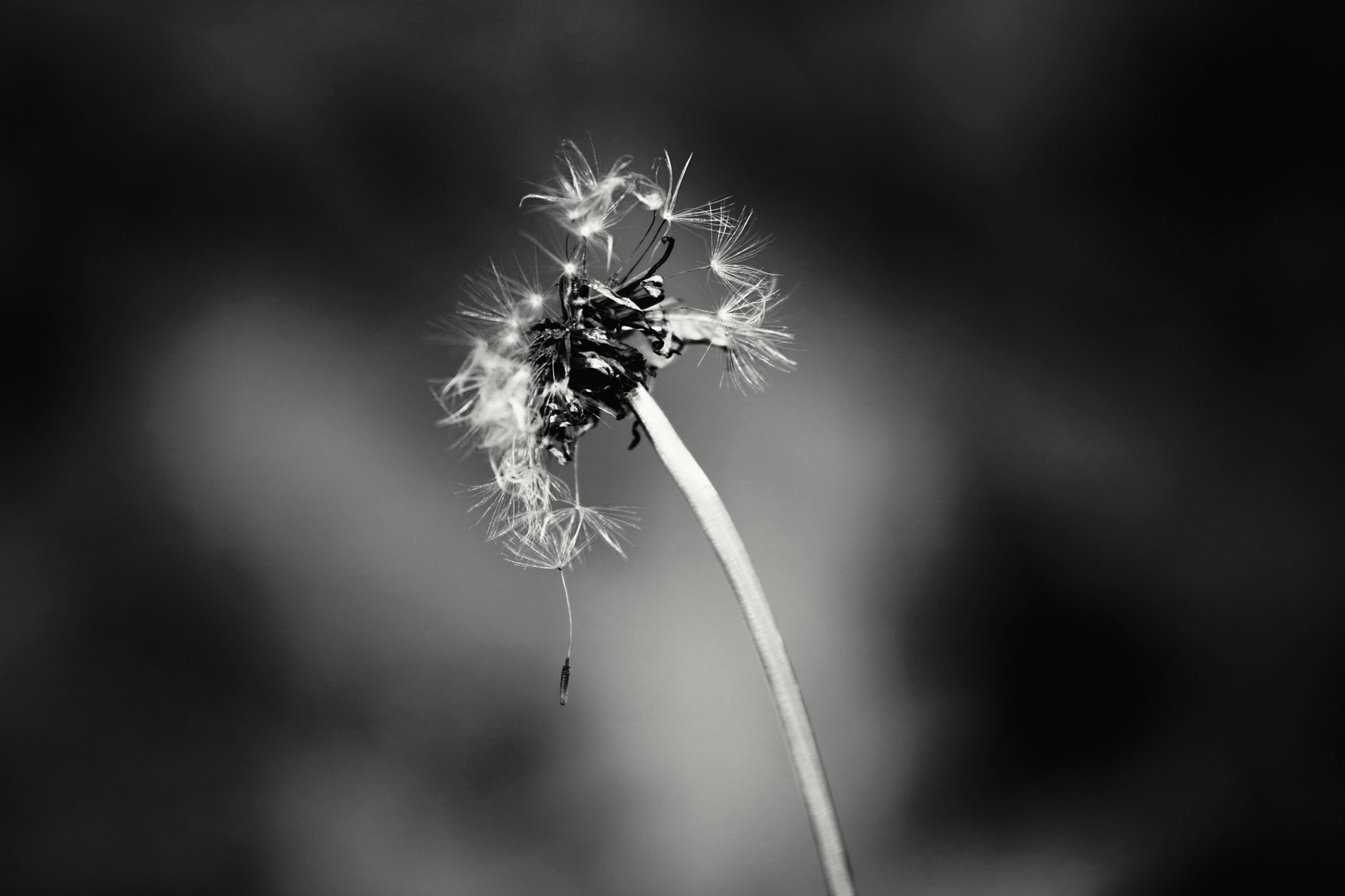 Canon EOS 750D (EOS Rebel T6i / EOS Kiss X8i) sample photo. Pure black and white photography