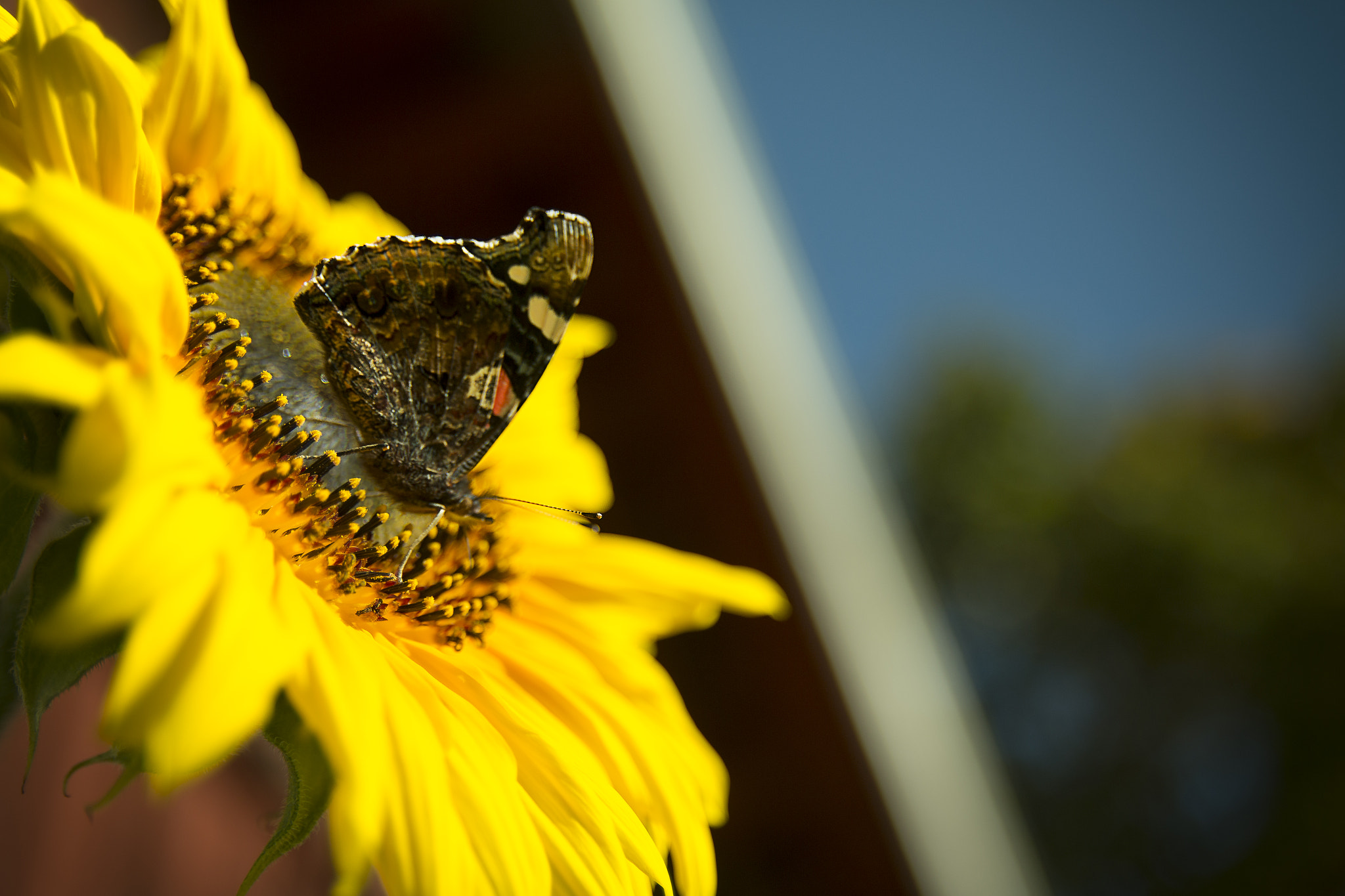 Canon EOS 70D + Sigma 18-50mm f/2.8 Macro sample photo. Sunflower photography