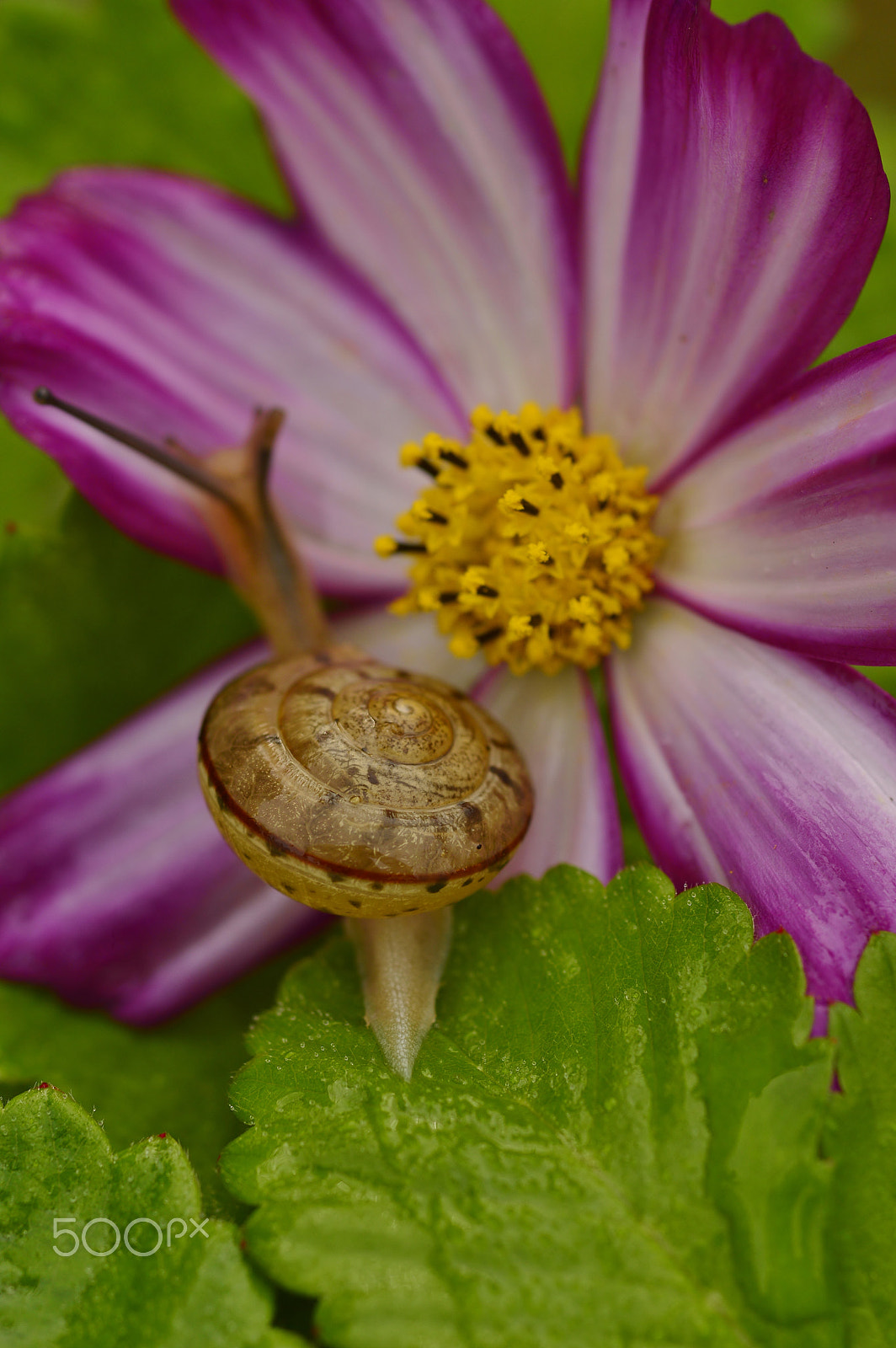 Nikon D3200 + AF Micro-Nikkor 55mm f/2.8 sample photo. Autumn nature......macro photography