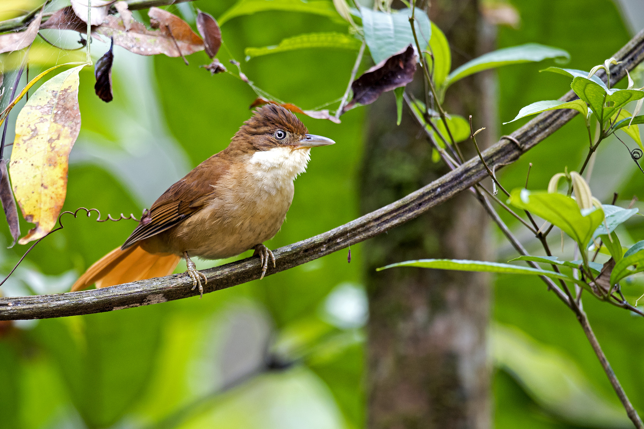 Nikon AF-S Nikkor 800mm F5.6E FL ED VR sample photo. White-eyed foliage-gleaner photography