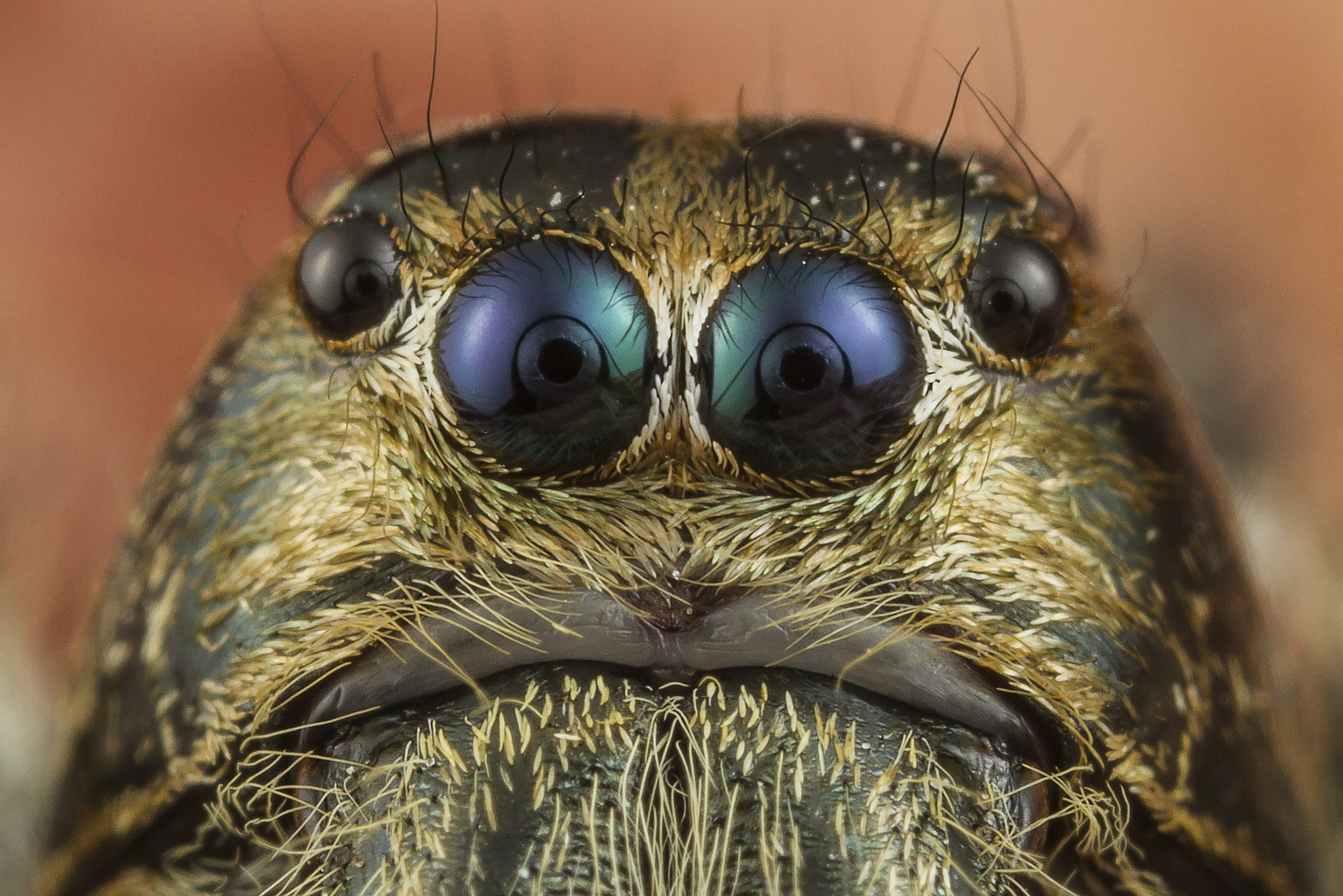 Canon EOS 7D sample photo. Jumping spider eyes photography