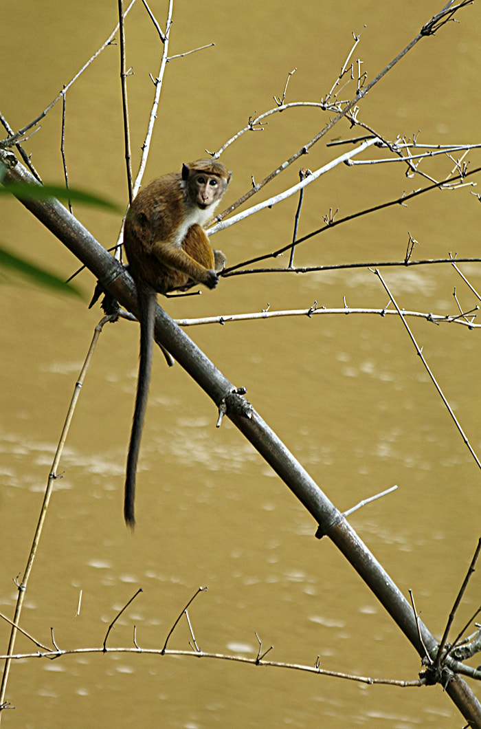Canon EOS 650D (EOS Rebel T4i / EOS Kiss X6i) + Canon EF 70-300mm F4-5.6 IS USM sample photo. Little monkey on the river photography